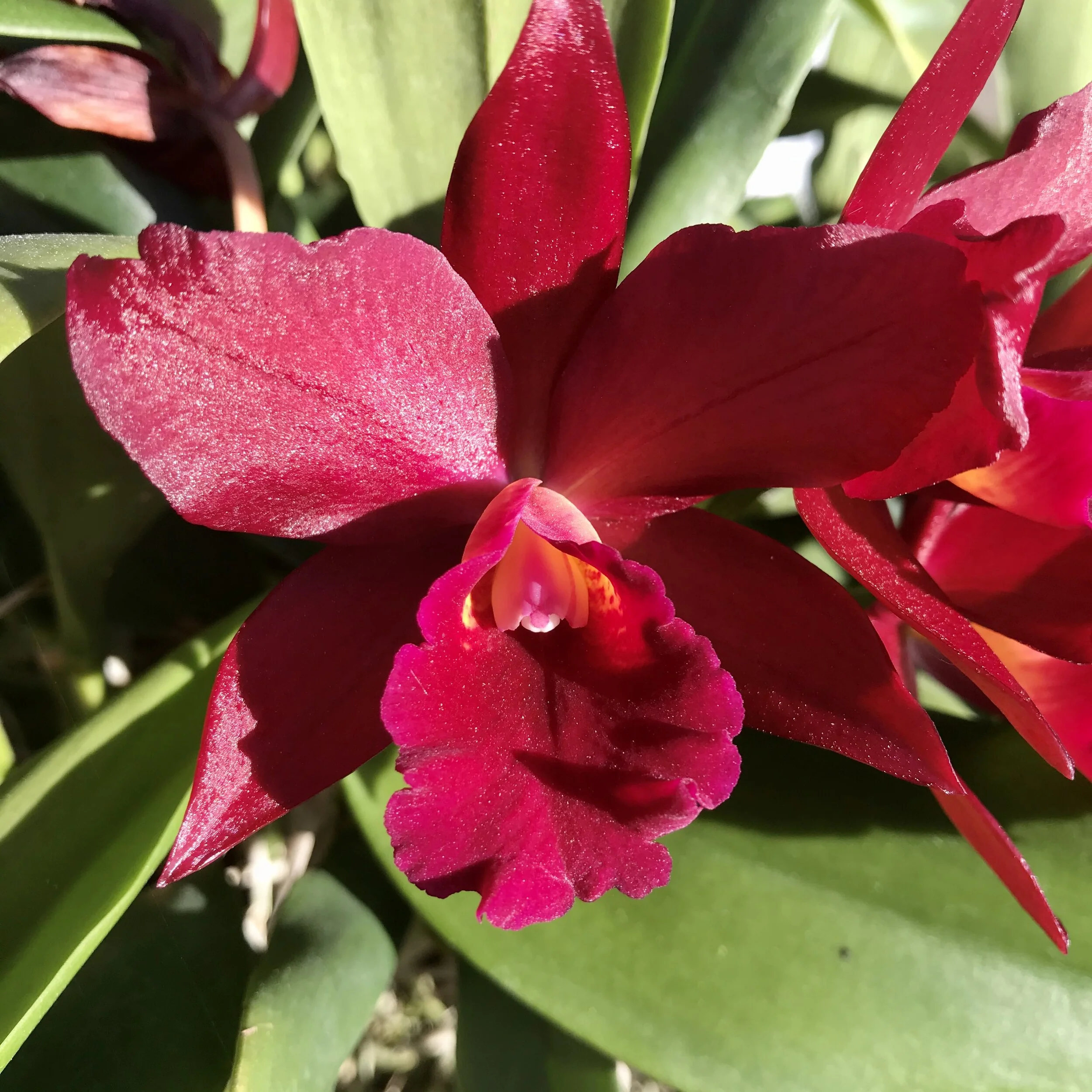 Ctt. Tutankamen 'Pop' - Slc. Tutankamen 'Pop' - Palmer Orchids