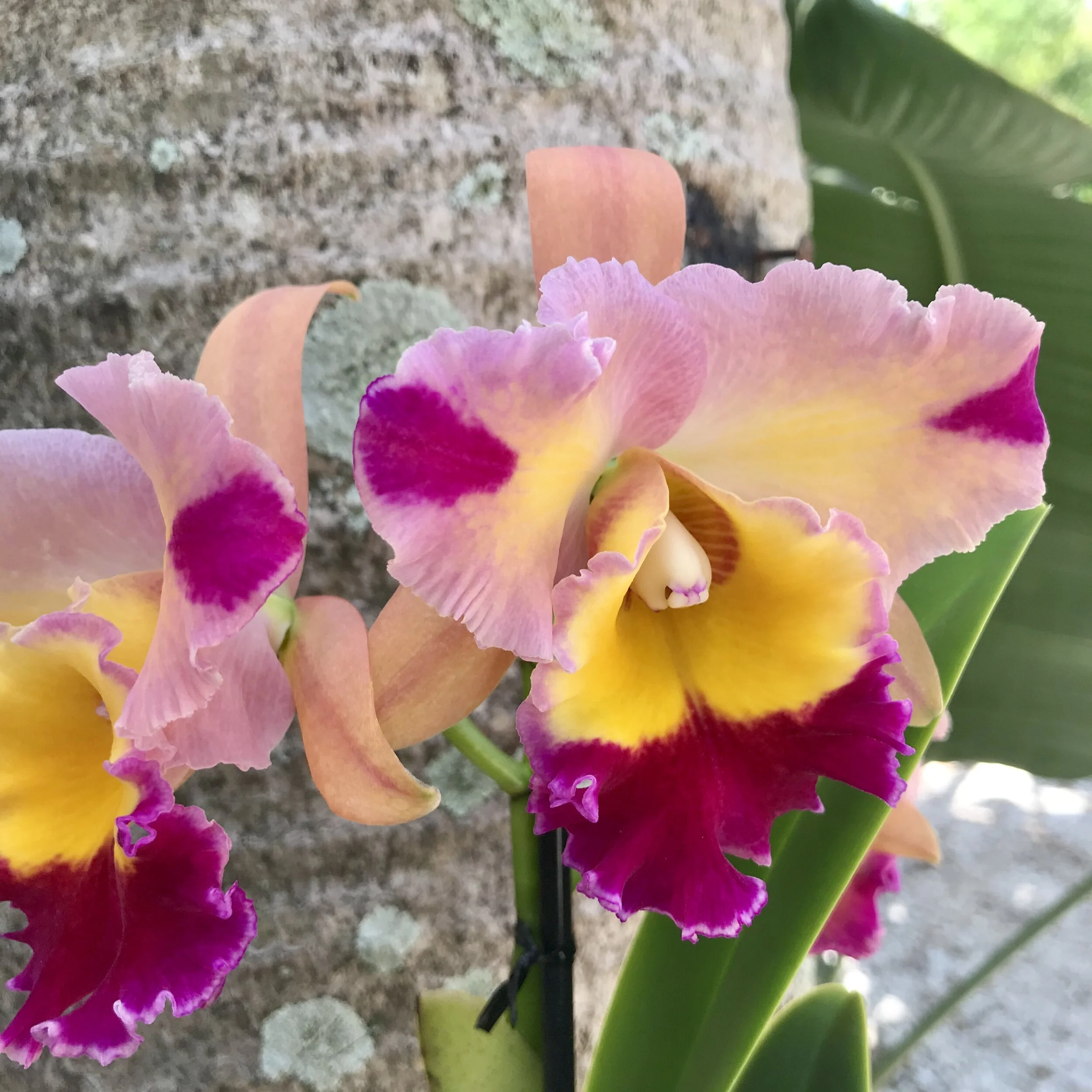 AE233376-A99E-431B-A051-798A344CEF74