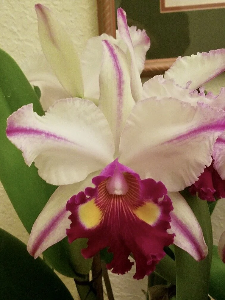 Rlc. Hilda Albritton 'Palmer Orchids'