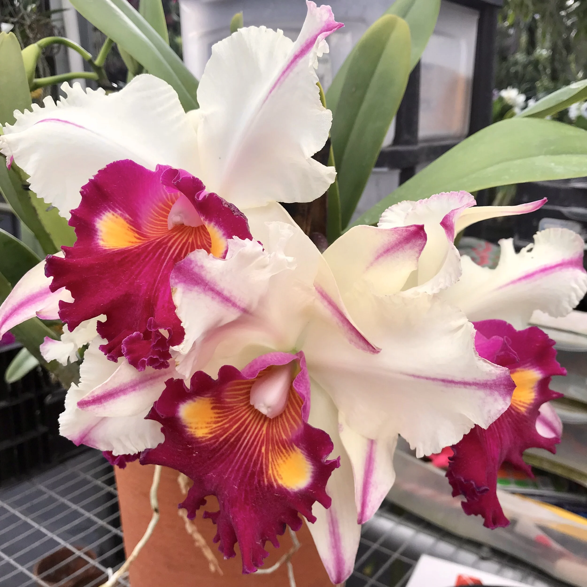 Orchids for Sale — Palmer Orchids