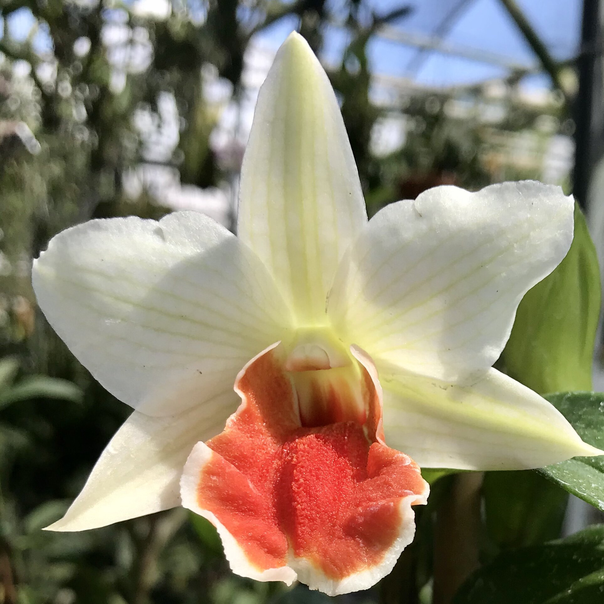 Dendrobium Roongkamol Vejvarut orchid for sale at Palmer Orchids