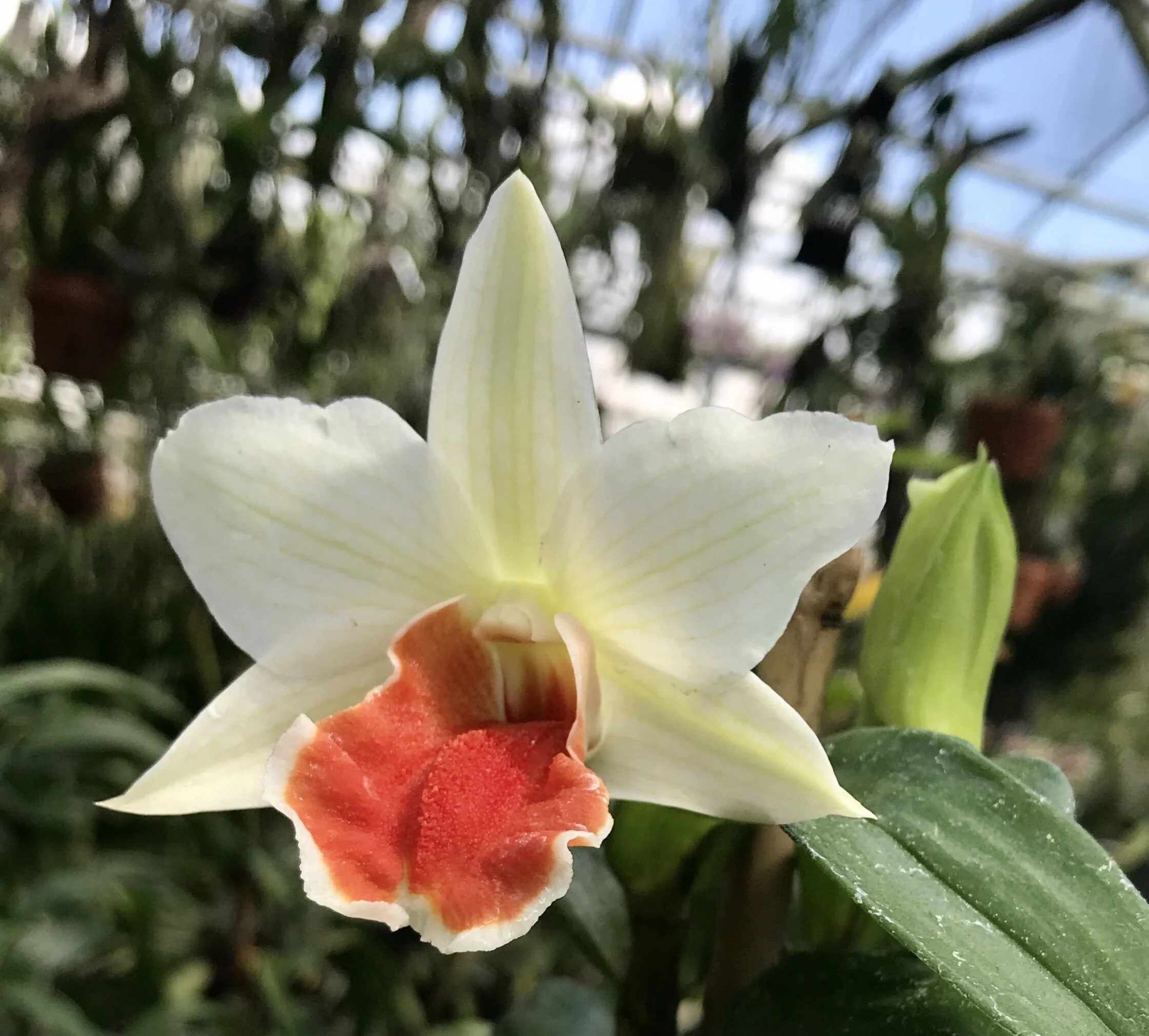Dendrobium Roongkamol Vejvarut orchid for sale at Palmer Orchids