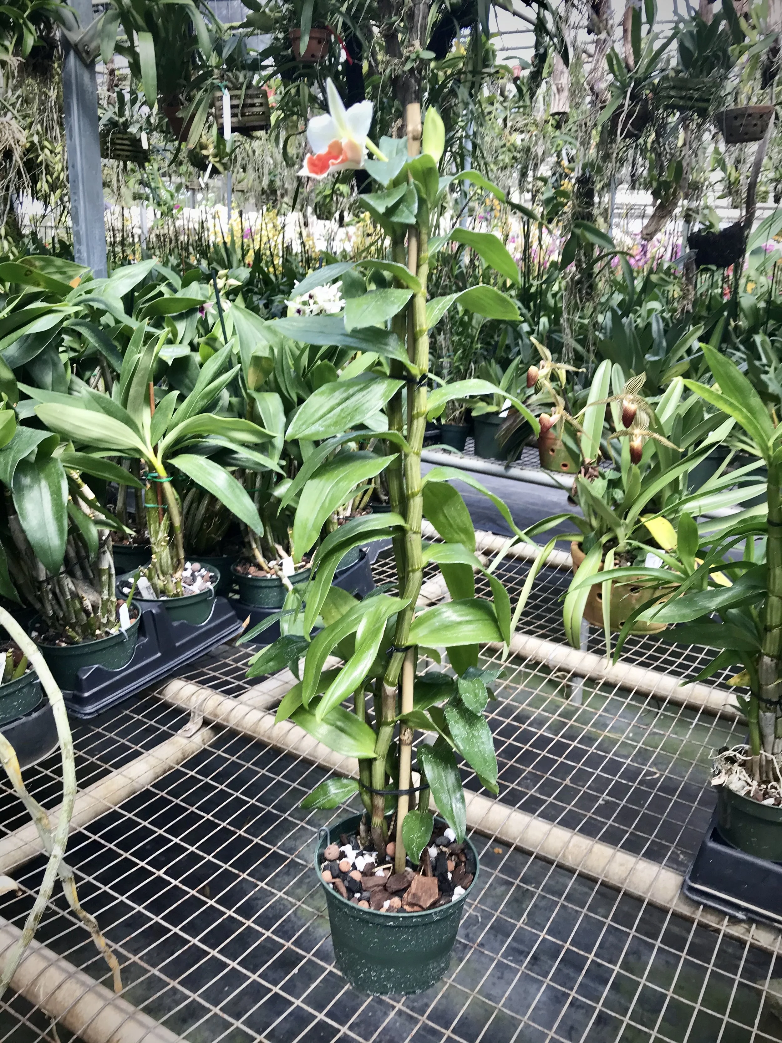 Dendrobium Roongkamol Vejvarut orchid for sale at Palmer Orchids