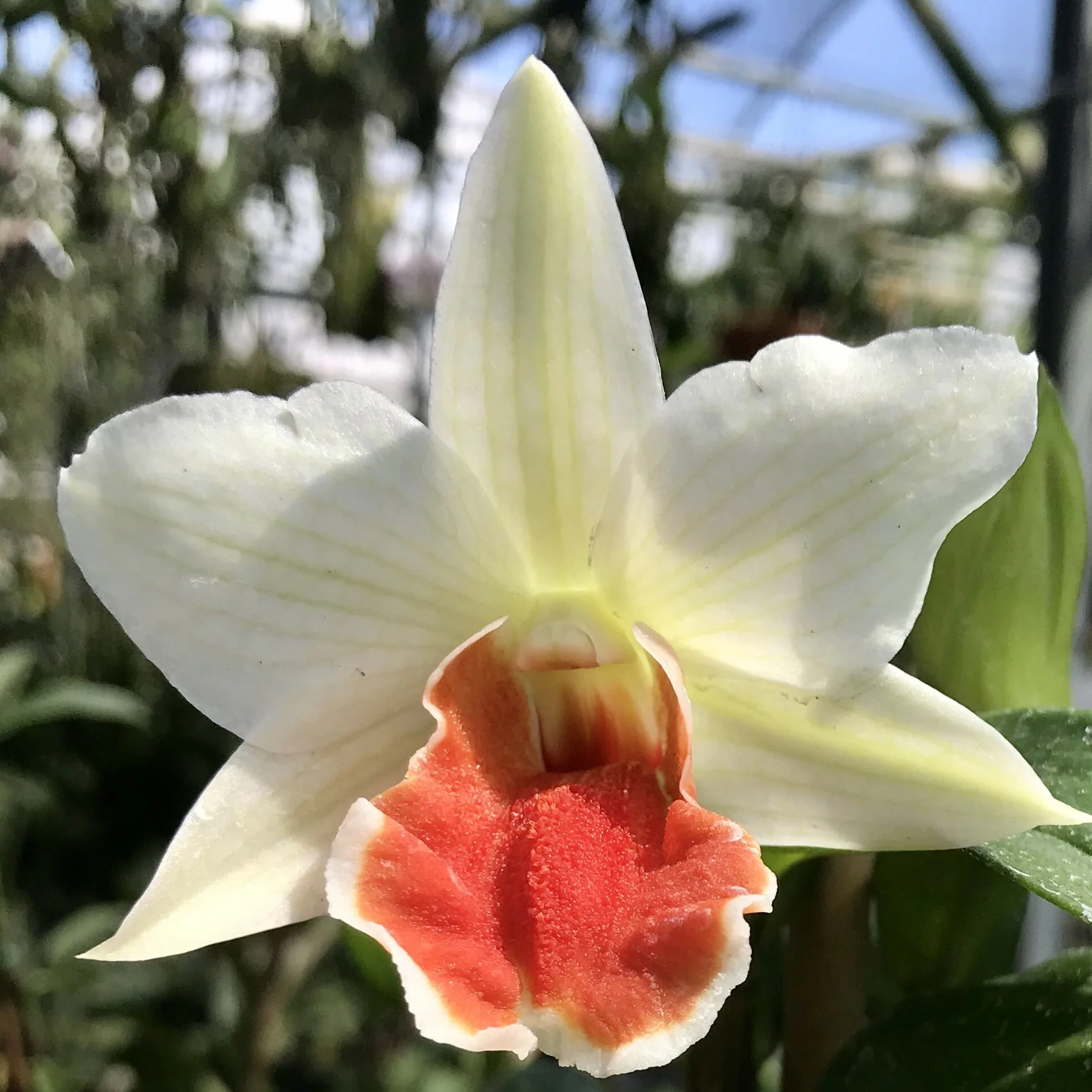 Dendrobium Roongkamol Vejvarut