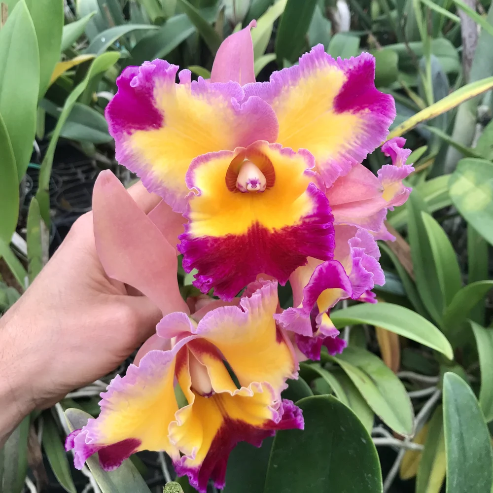 Rlc. Dick Smith 'Paradise' — Palmer Orchids