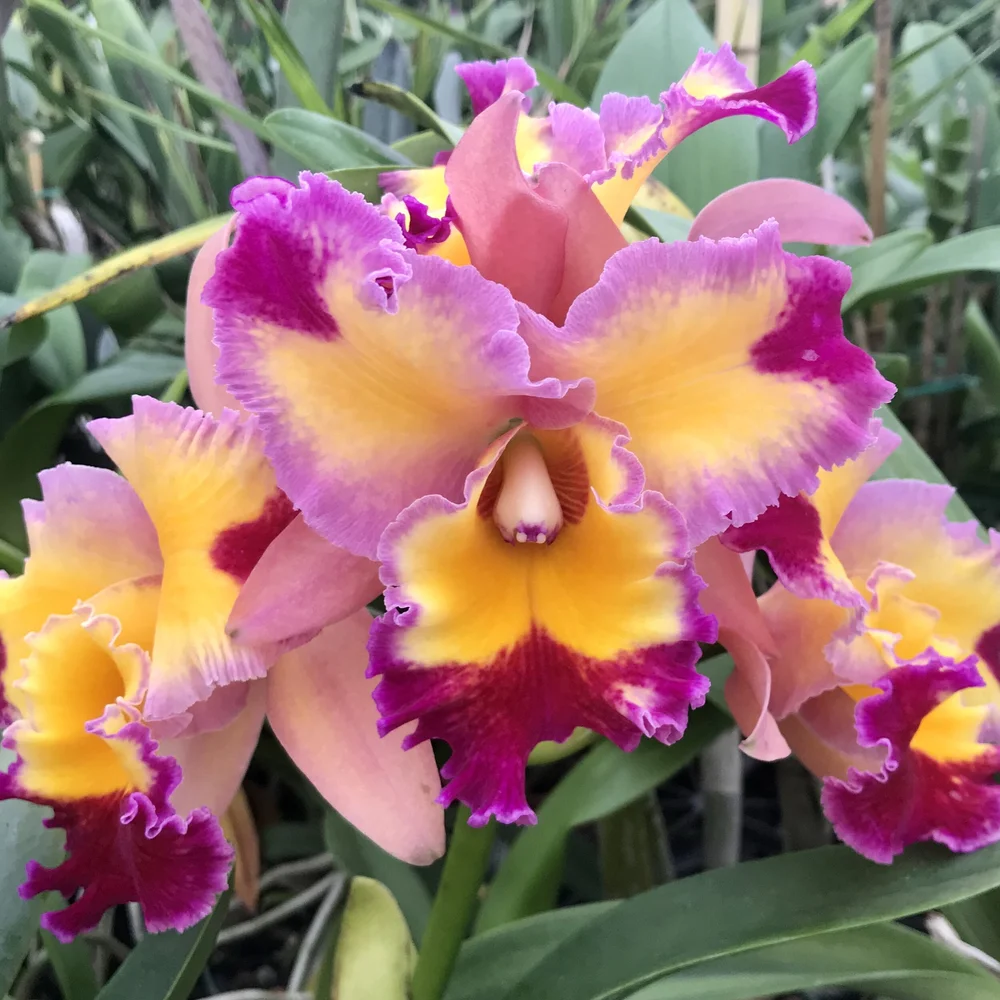ビッグフラワー Rlc. Larry Nishikawa 'Volcano Princess' (5.5