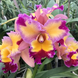 Rlc. Dick Smith 'Paradise' — Palmer Orchids