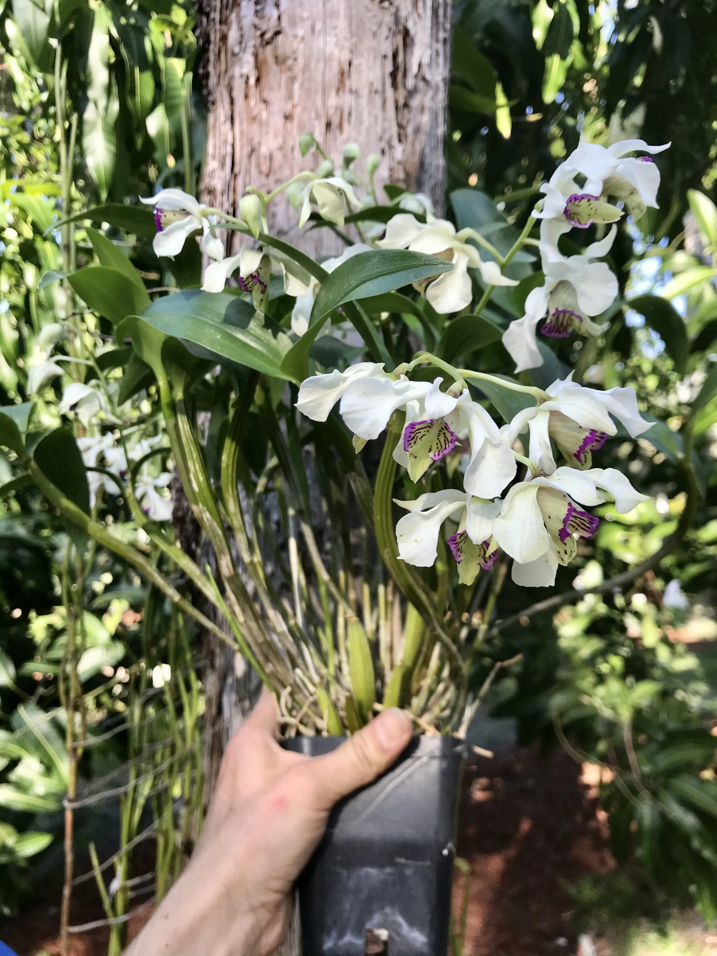 D90AEC55-0110-49CA-8C03-09E4CF5C0C9B