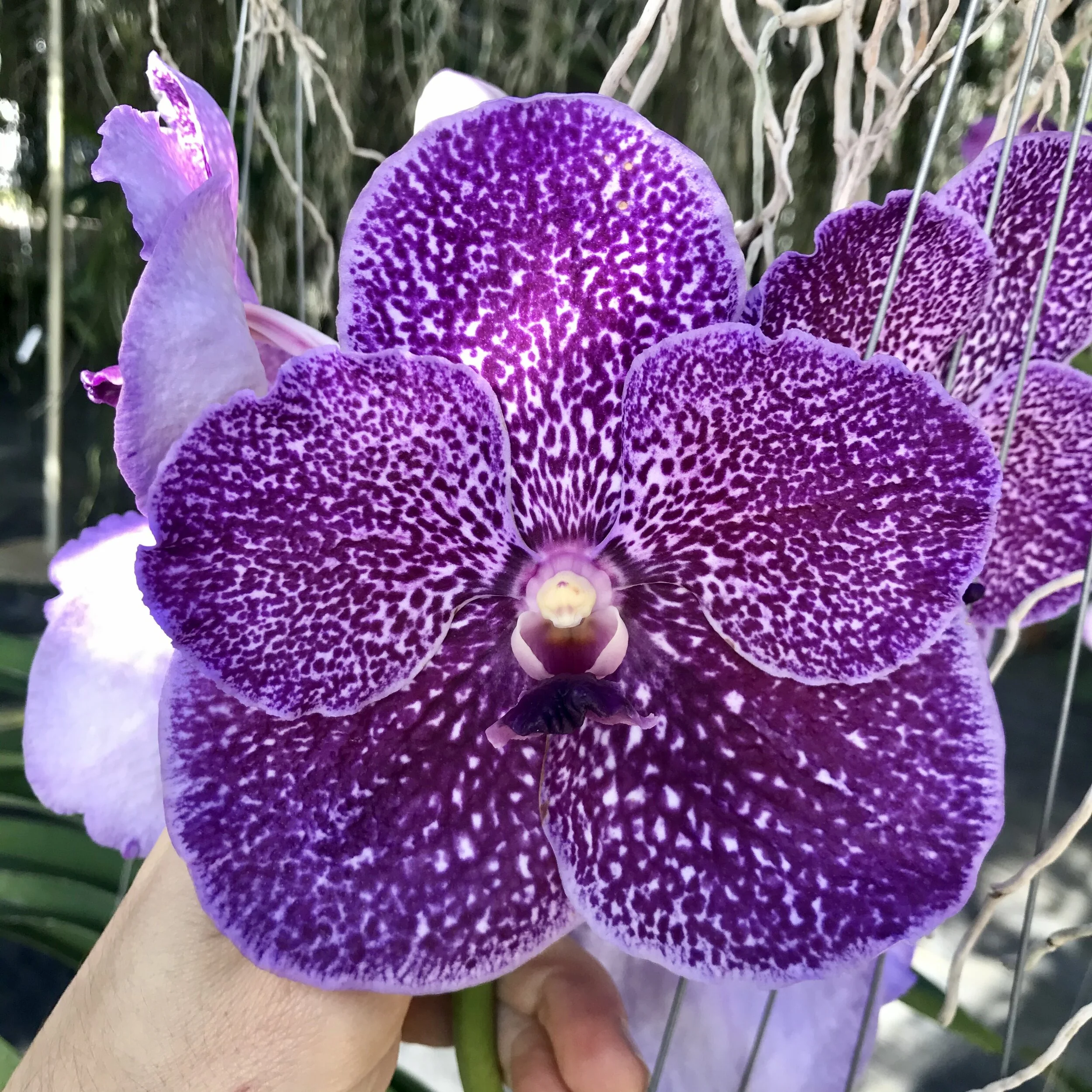 Vanda Happy Gifu 'Starry Night' Palmer Orchids