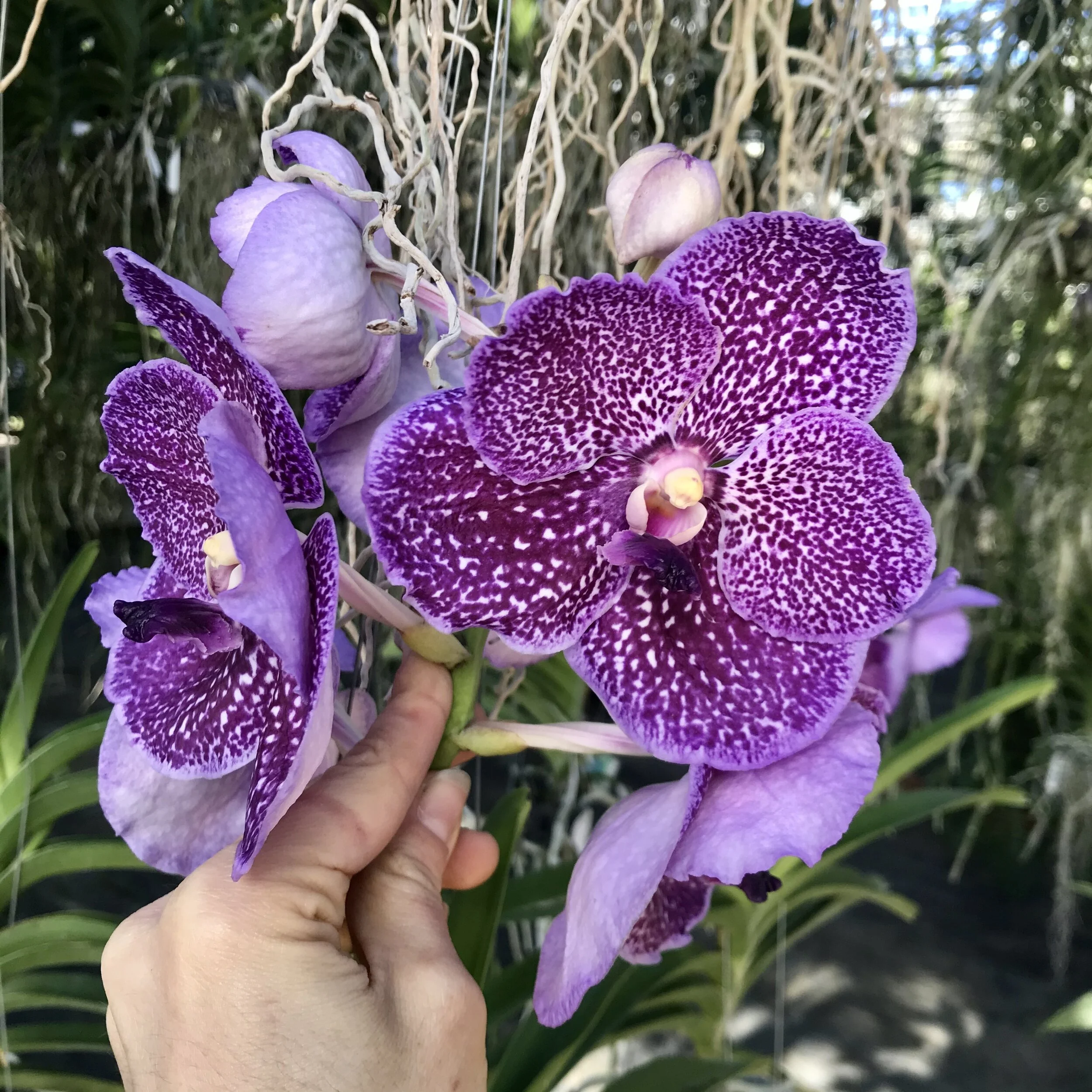 Vanda Happy Gifu 'Starry Night' Palmer Orchids