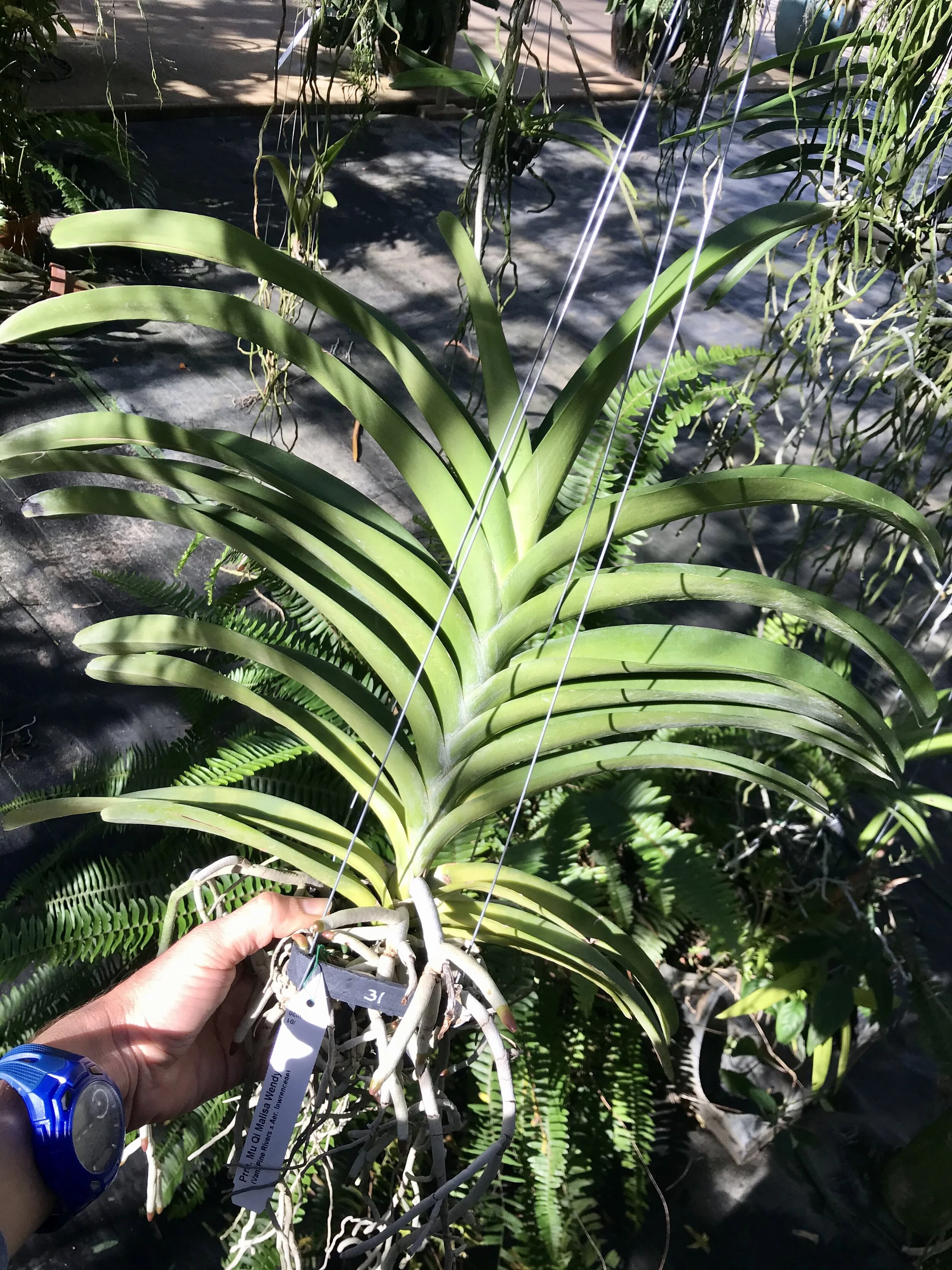 Prra. Mu Qi Malisa Wendy — Palmer Orchids