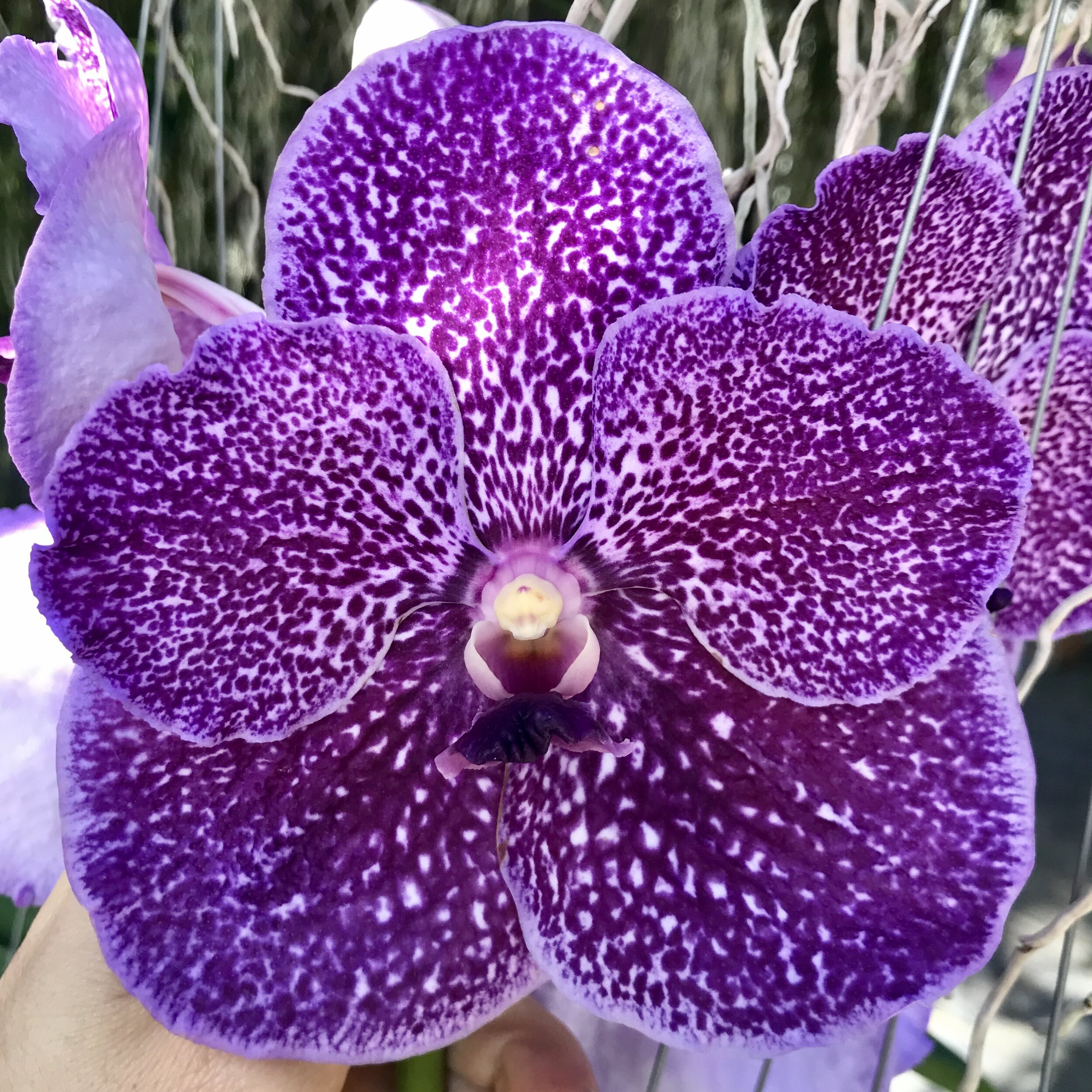 Vanda Happy Gifu 'Starry Night'