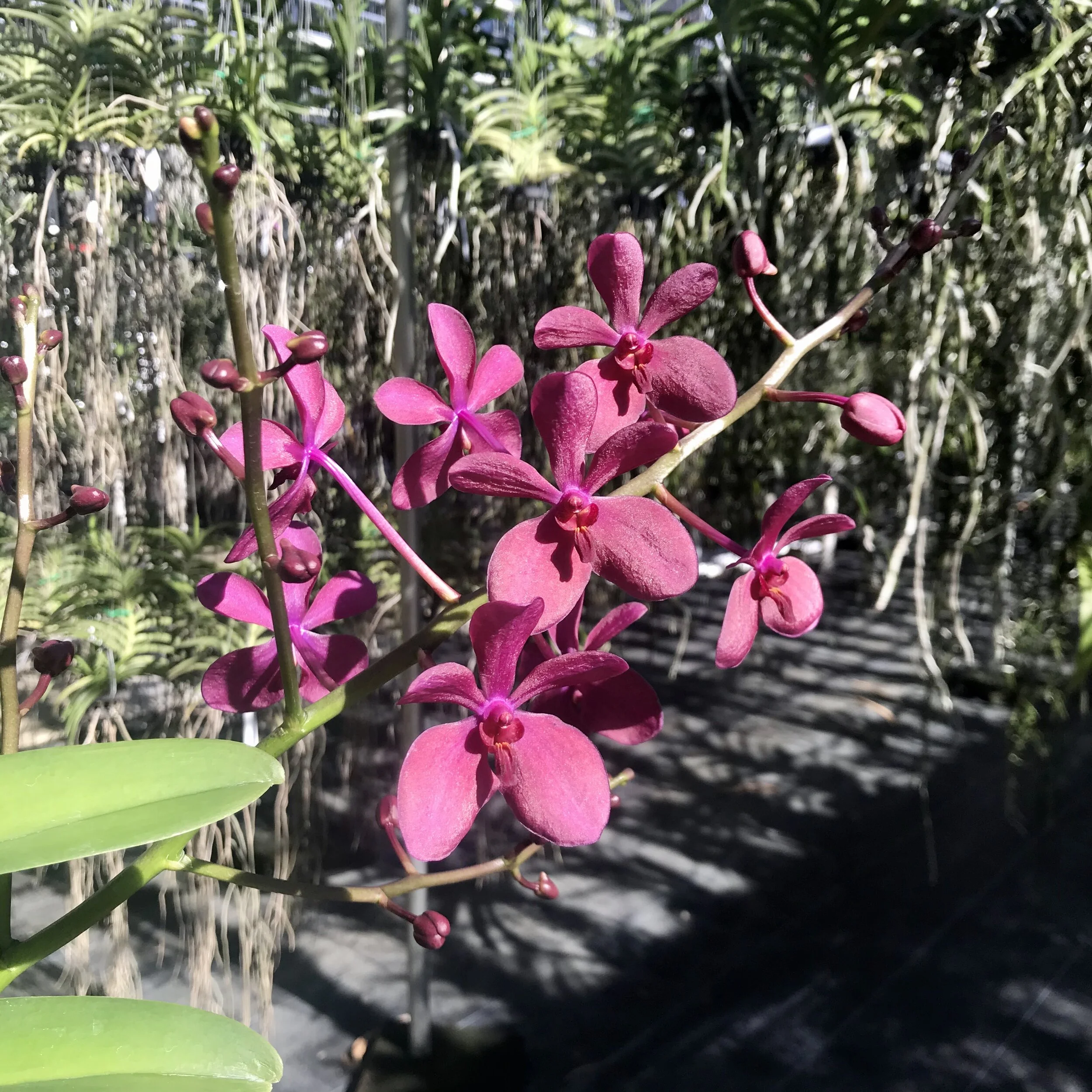 Rntda. Jairak Magenta - Palmer Orchids