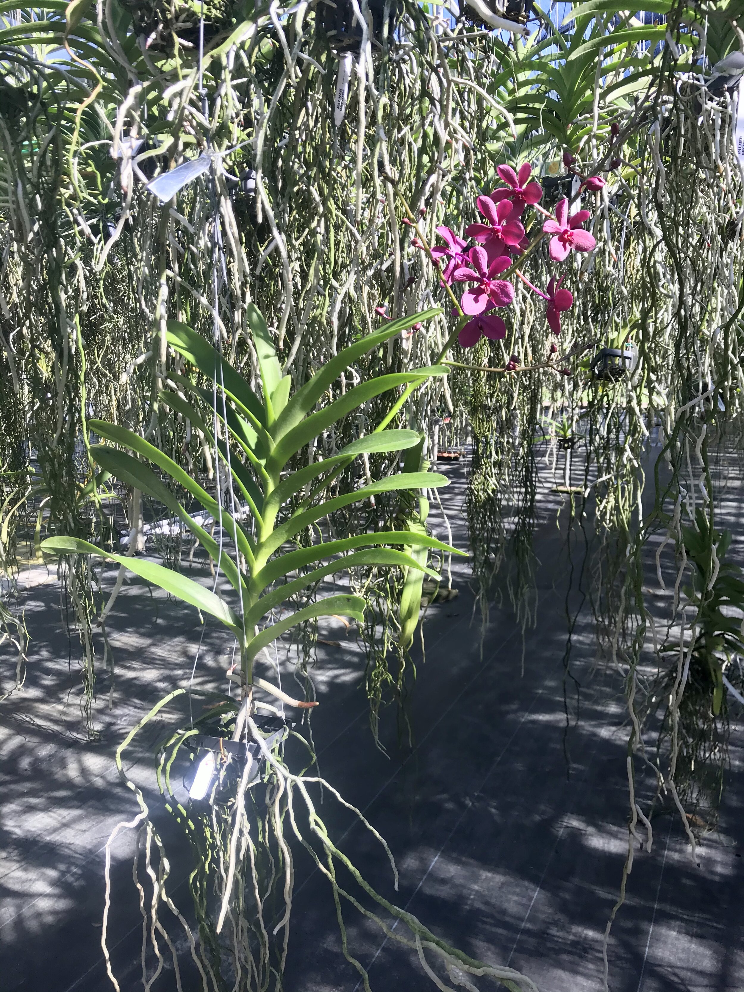 Rntda. Jairak Magenta - Palmer Orchids