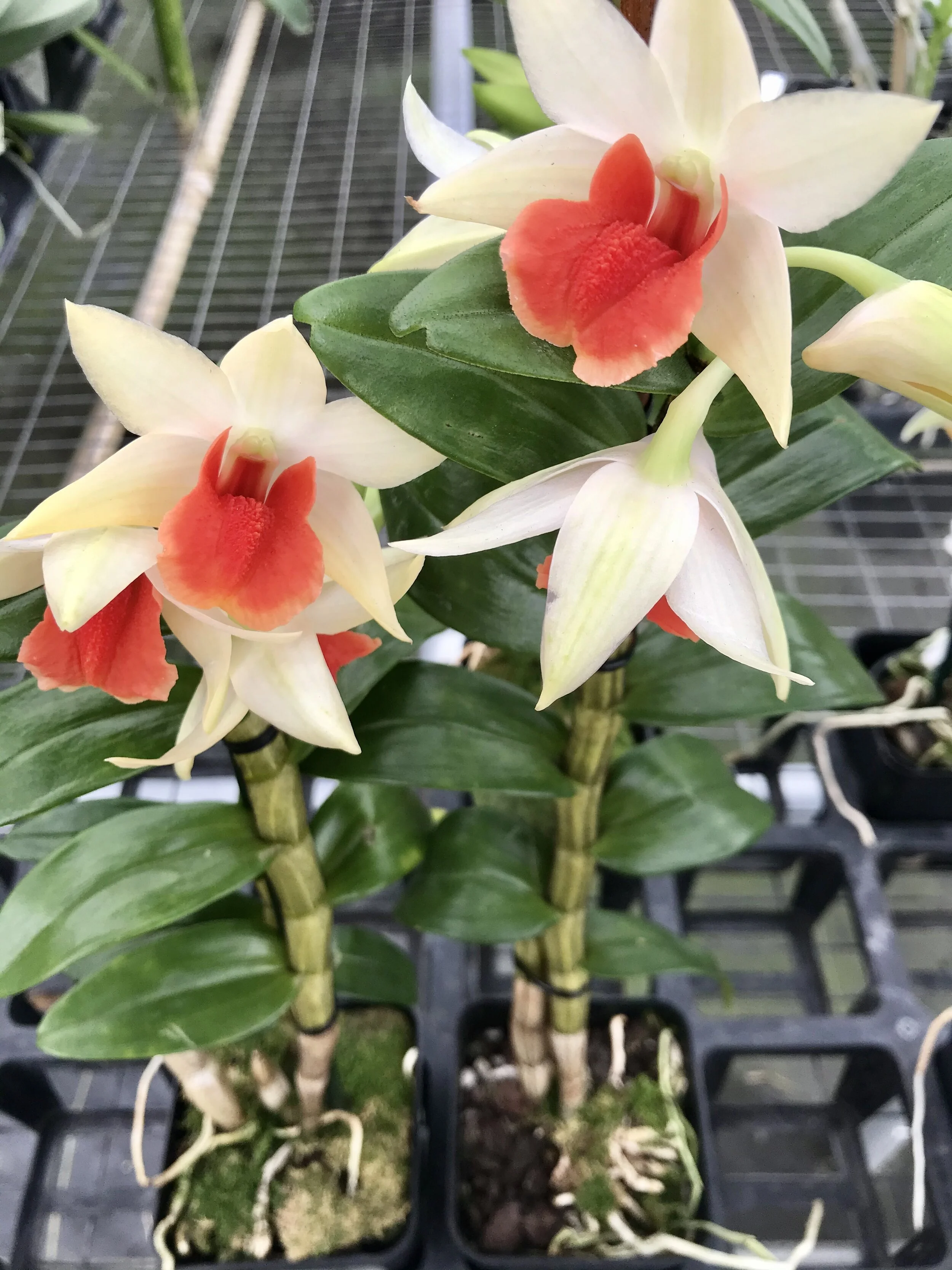 5C1496F8-A61A-4DB1-AD53-851B75961B7B