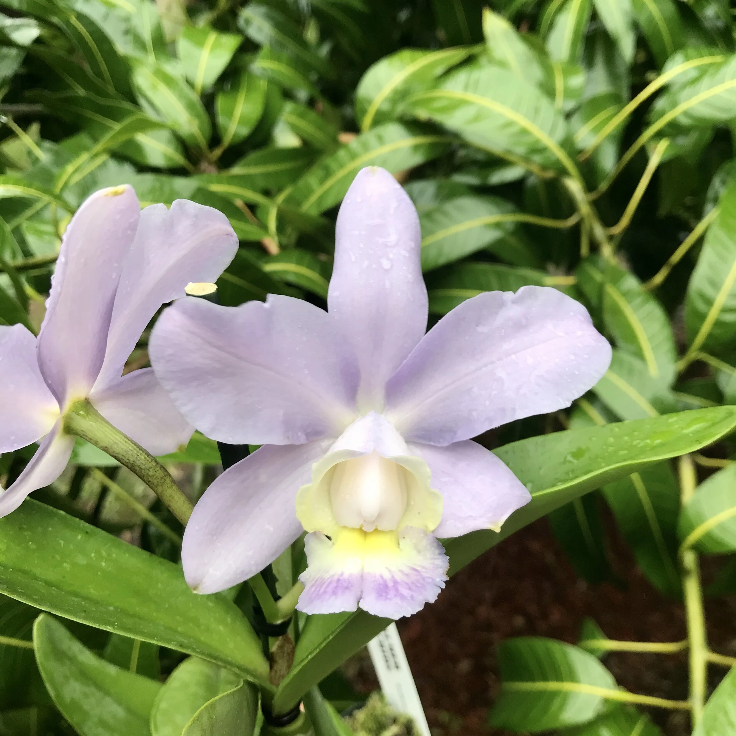 FBD4C785-CDC7-47F7-A2F7-46ED0FF577F8