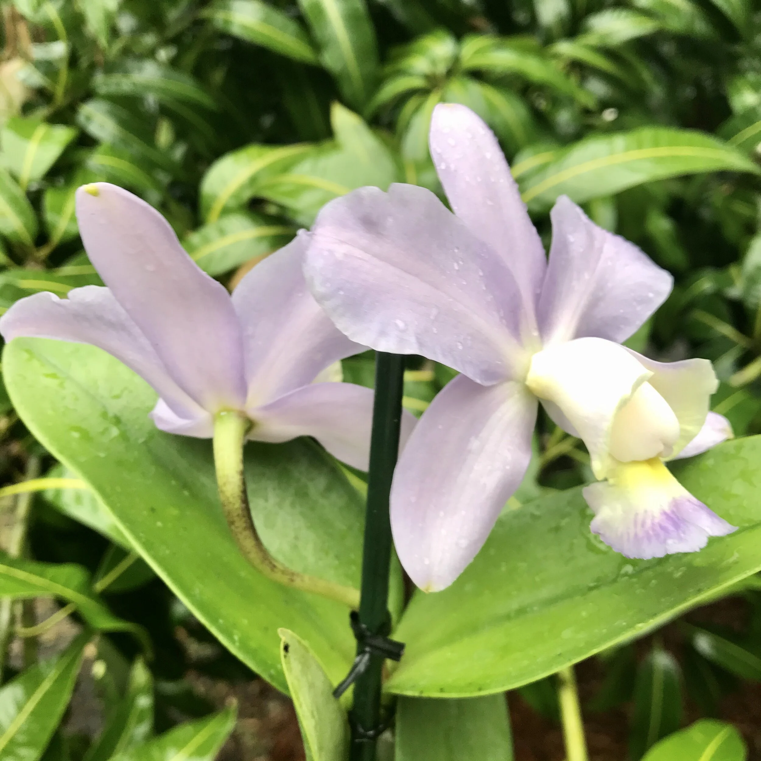 4C730E59-85B1-4C99-9E3F-788AB36BD6F1