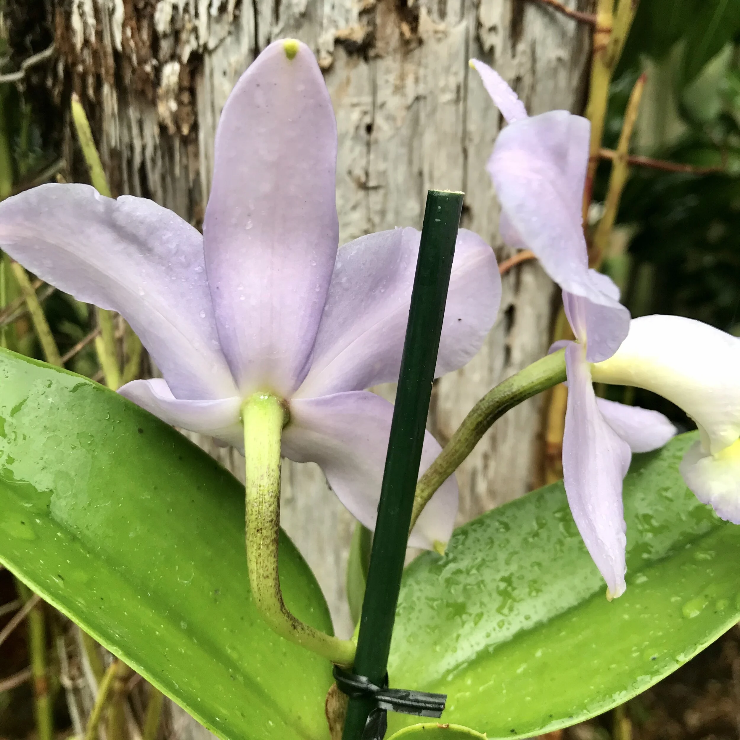 A9D7977A-2794-436C-B0BC-9A61805C53FB