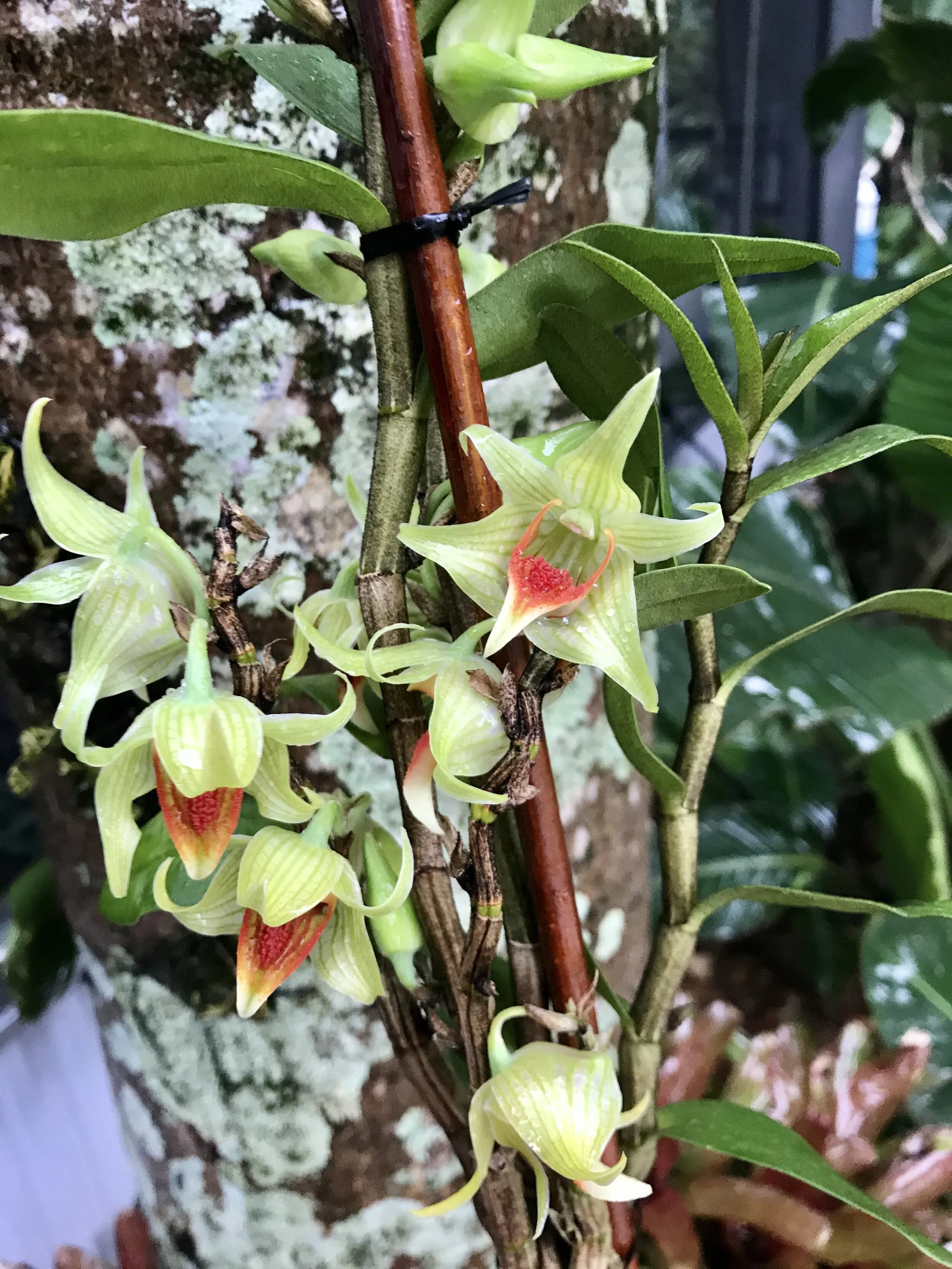 Den. Peng Seng - Palmer Orchids