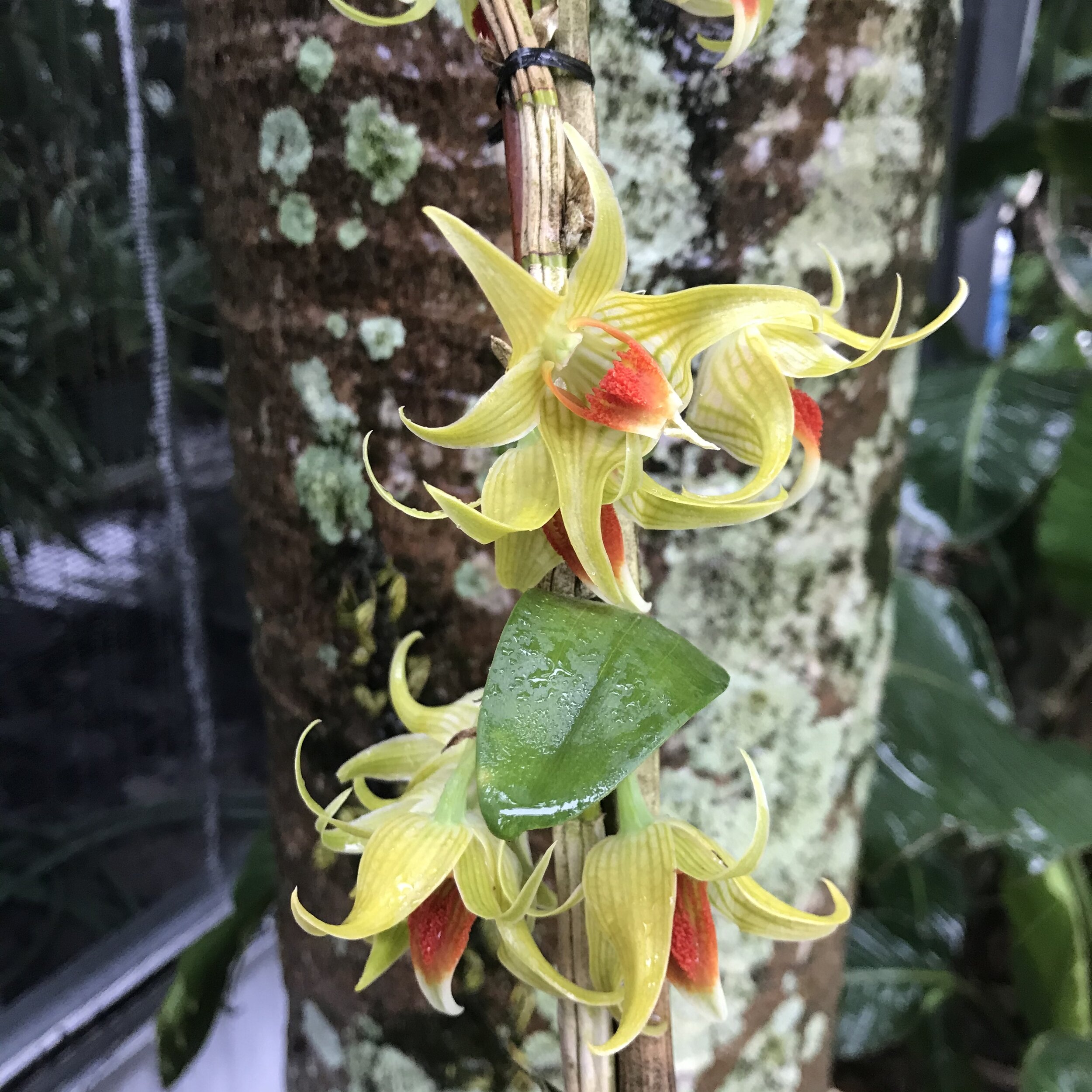 Den. Peng Seng - Palmer Orchids