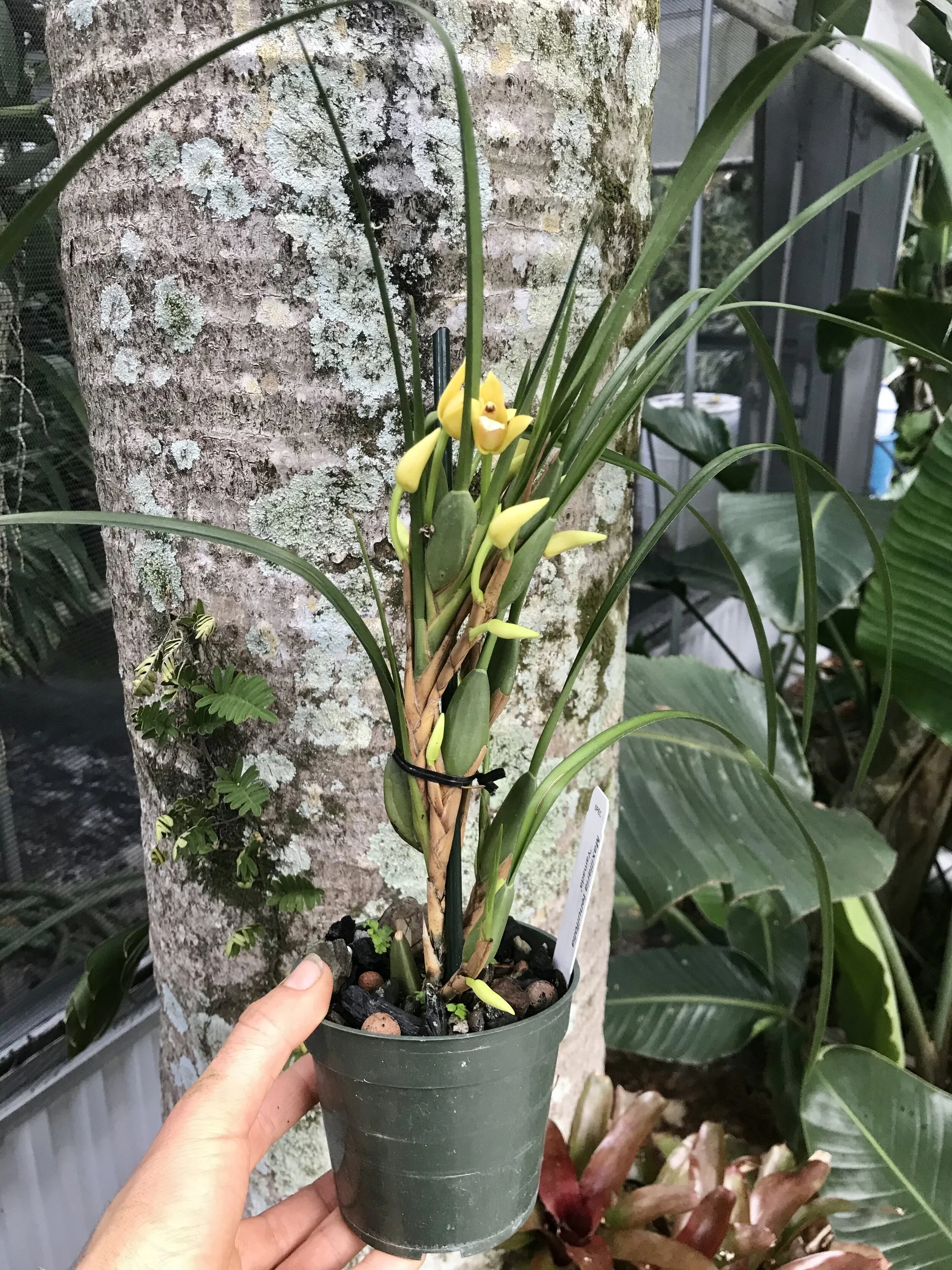 Maxillaria tenuifolia yellow - Palmer Orchids