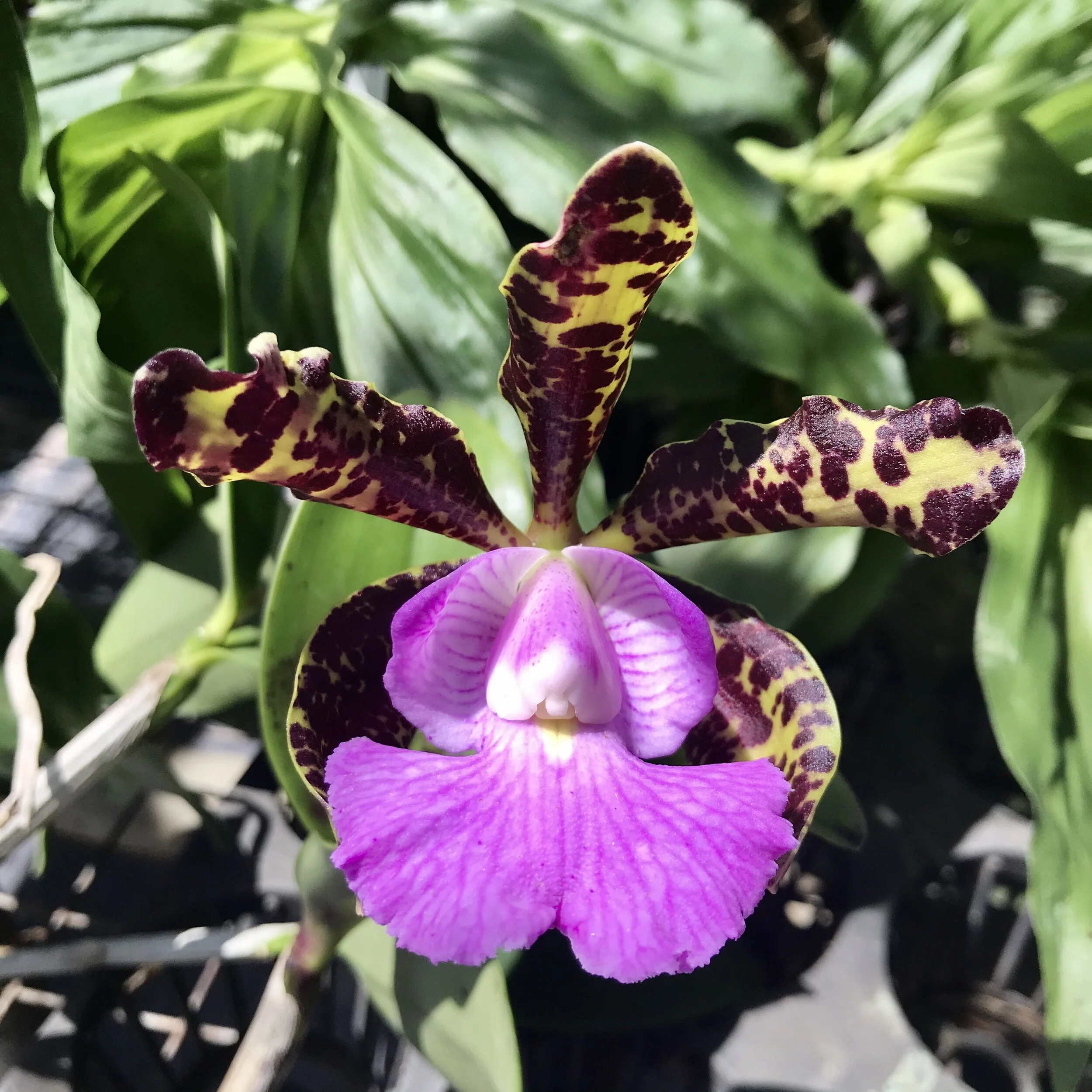 AB85C305-38D5-4846-92DF-E8615B6627CD