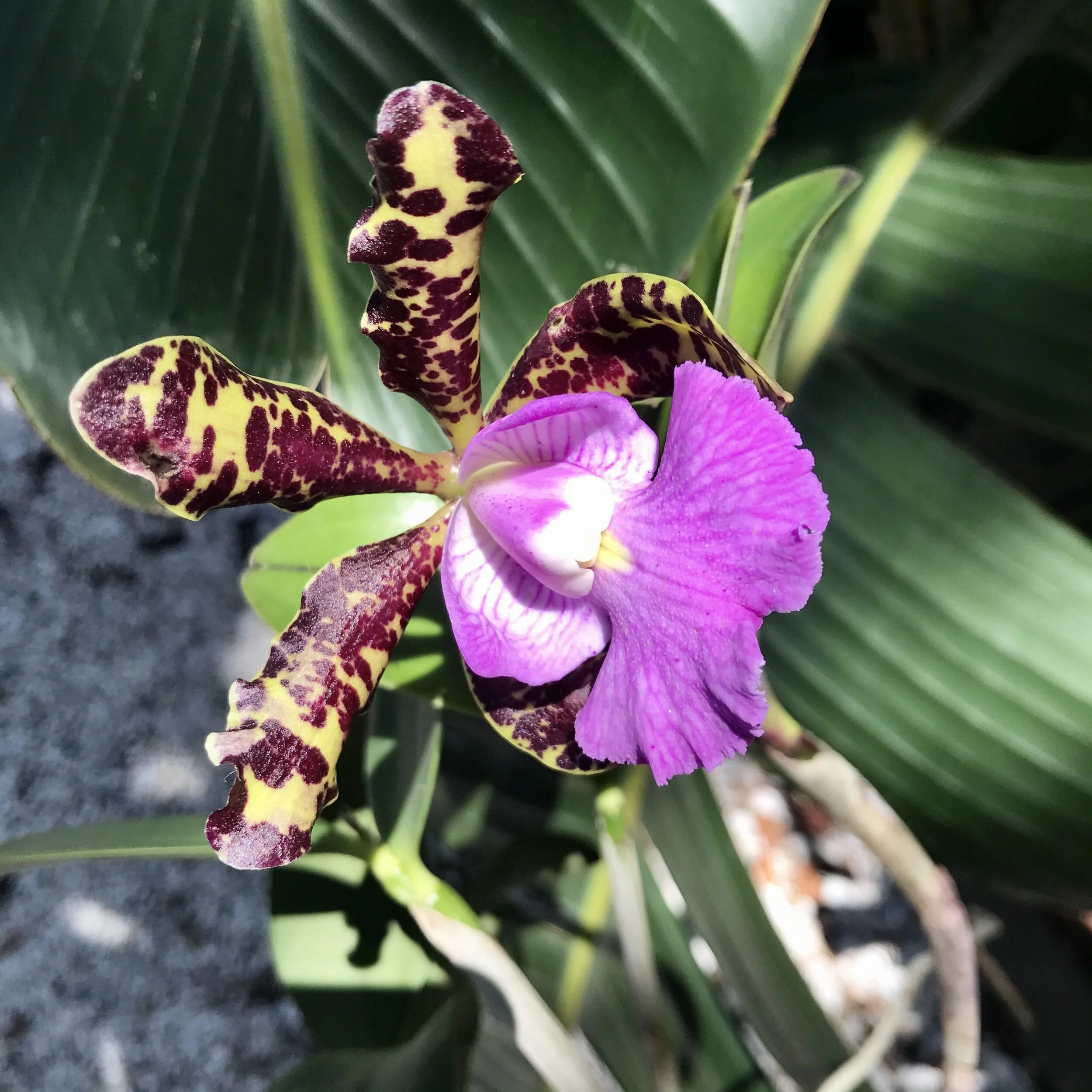 DCD8ADA2-02F7-45CA-A22F-5CB027E94479