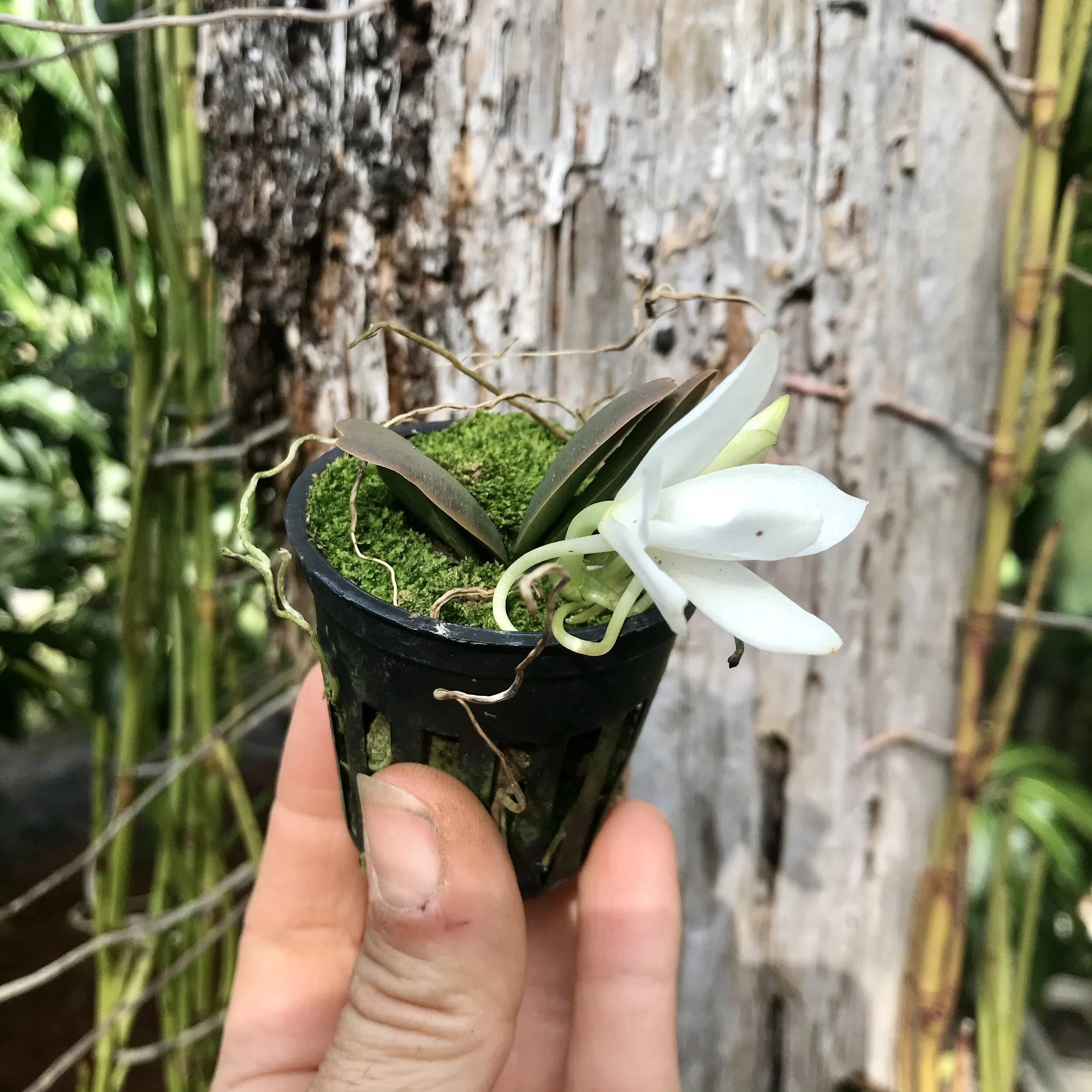 97FC4965-DB6D-4126-8AB3-B94206FCD926