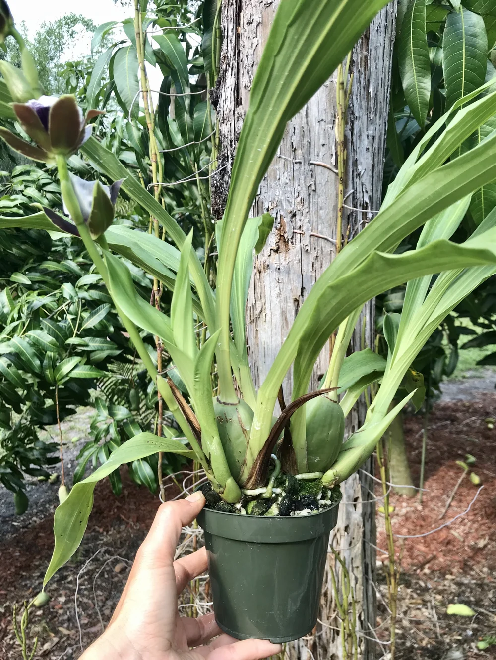 Zygo. QF 'no 'ino — Palmer Orchids