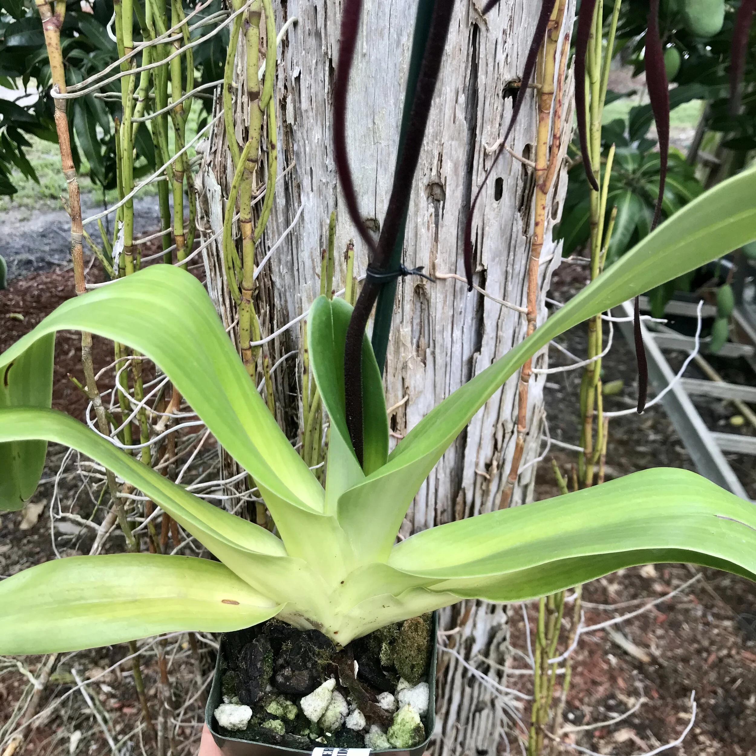 Paph. QF Lani - Palmer Orchids