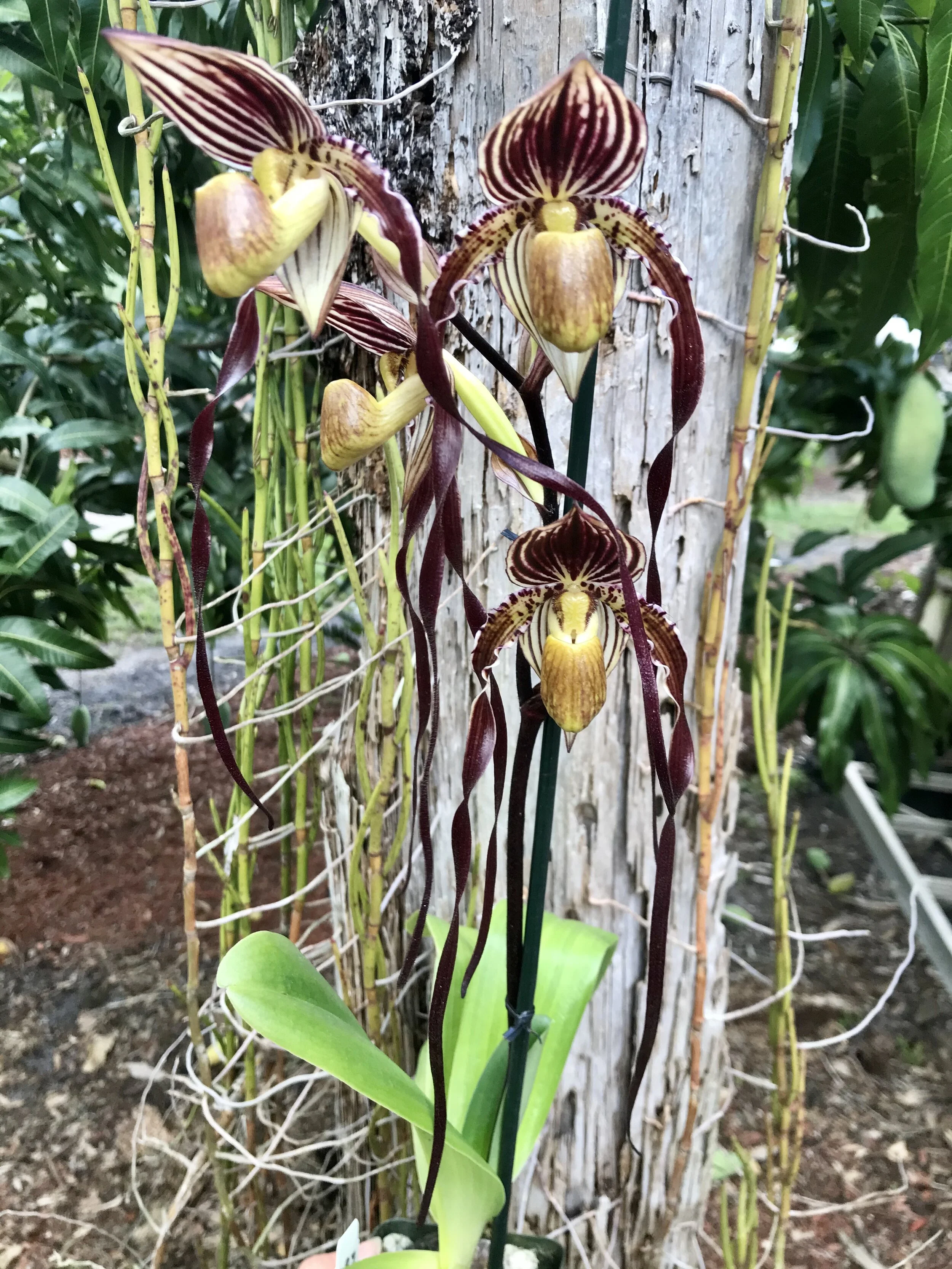 Paph. QF Lani - Palmer Orchids