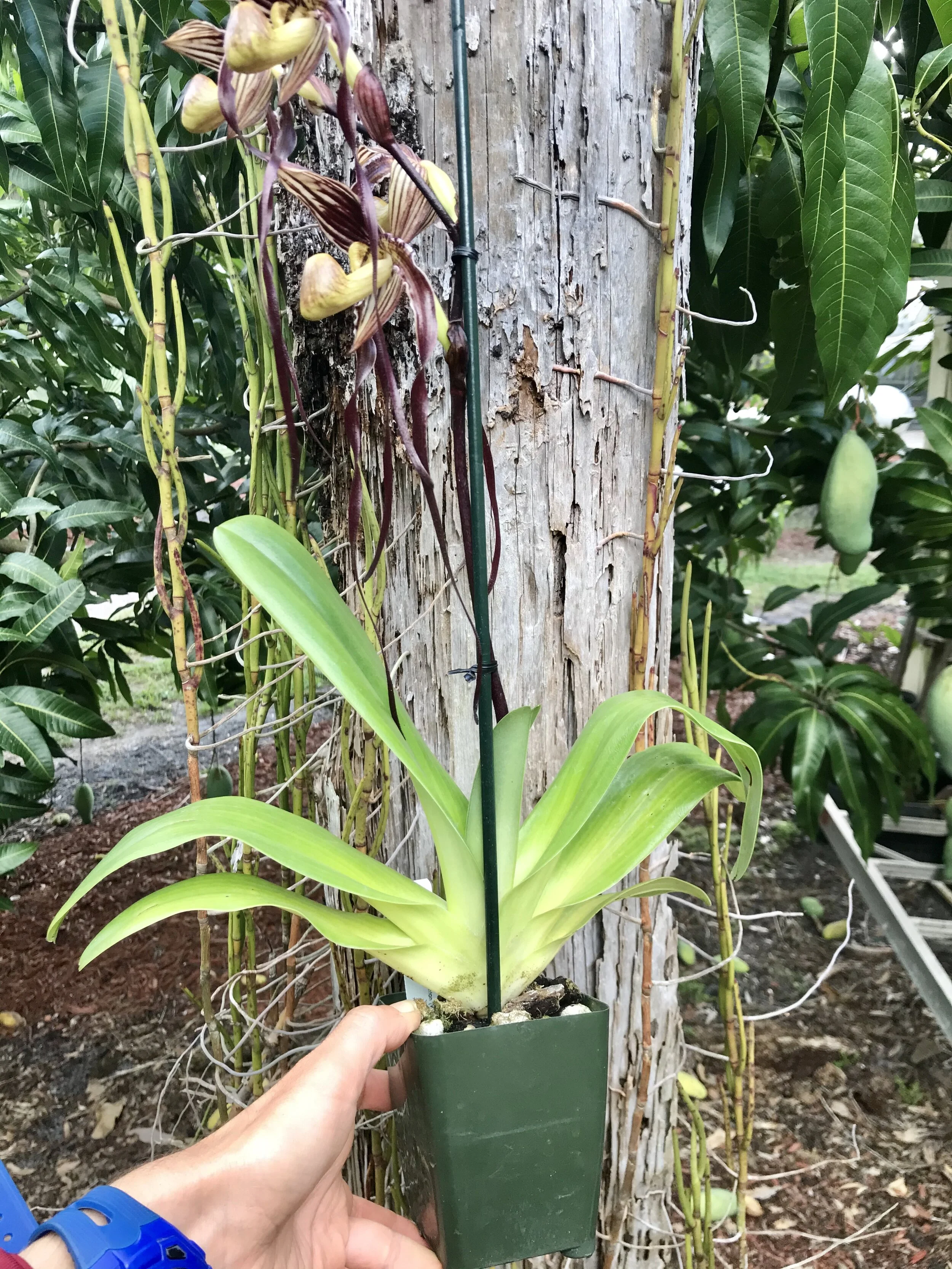 Paph. QF Lani - Palmer Orchids