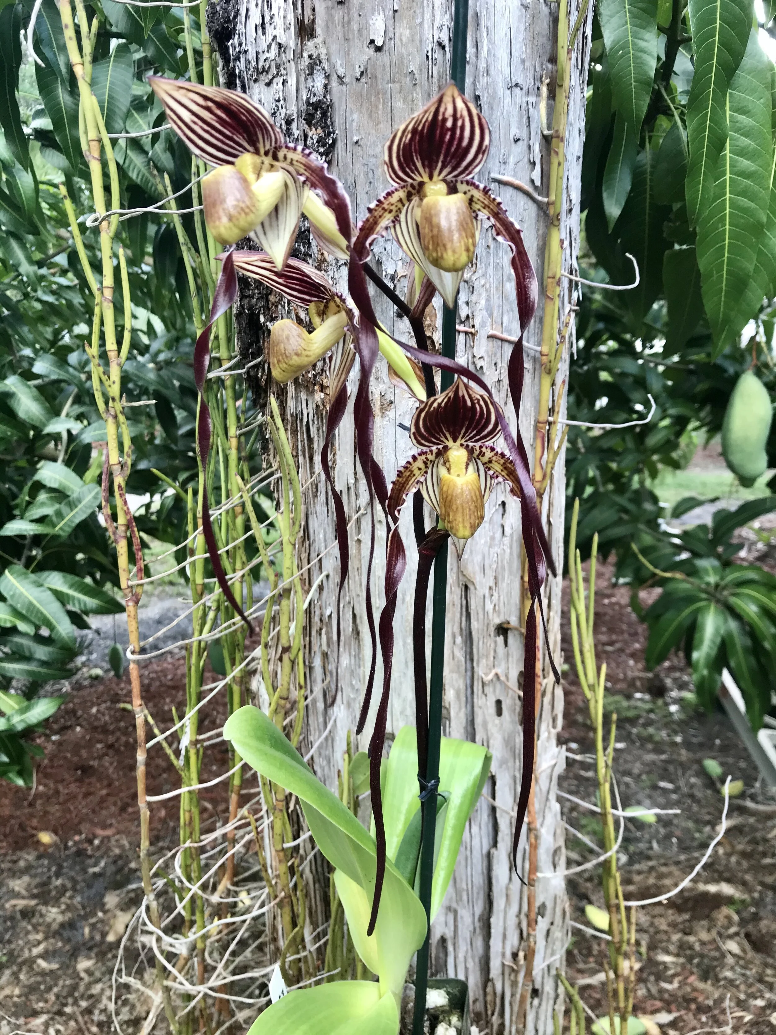 Paph. QF Lani - Palmer Orchids