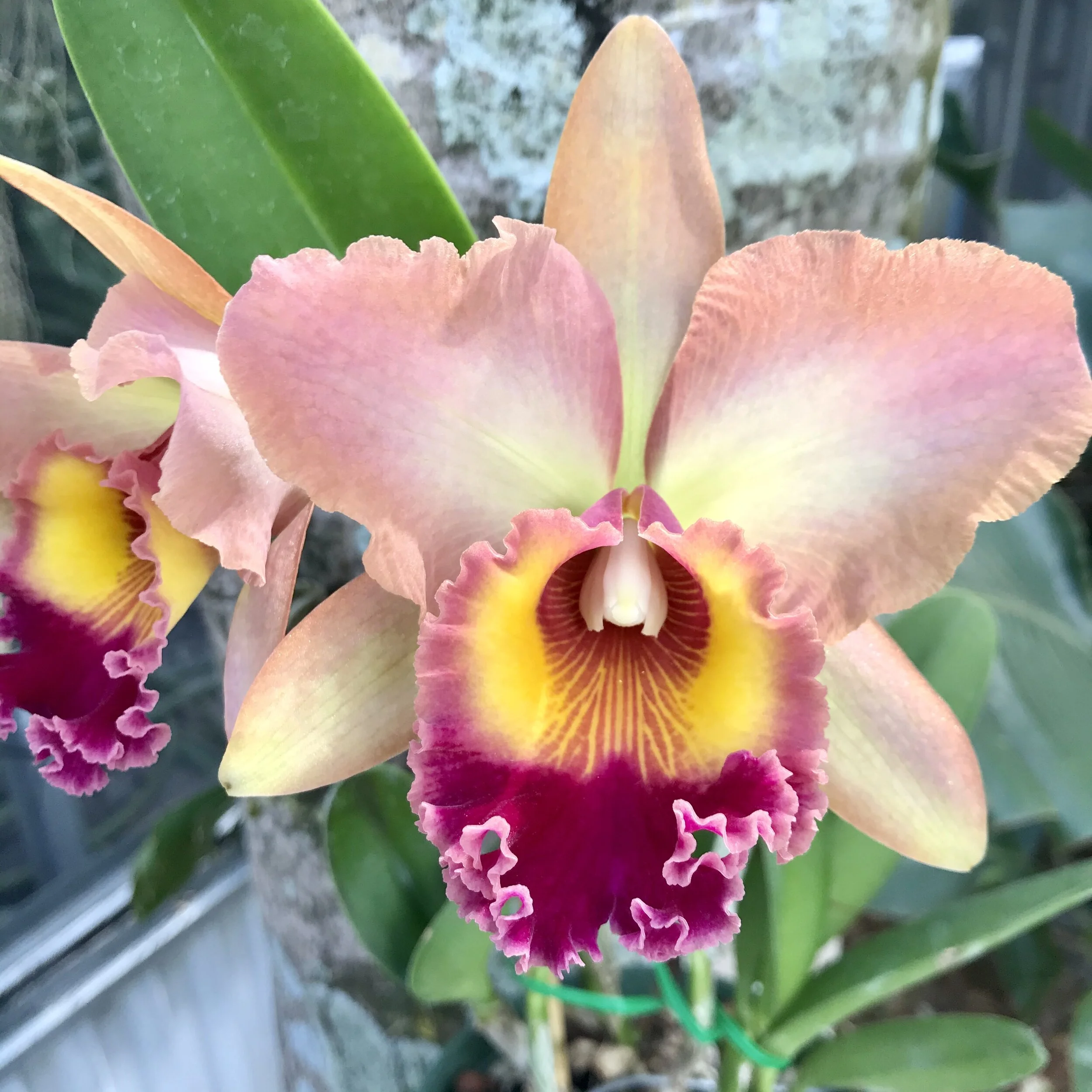 DD8A6585-712A-4FE7-87E4-E6718232089B