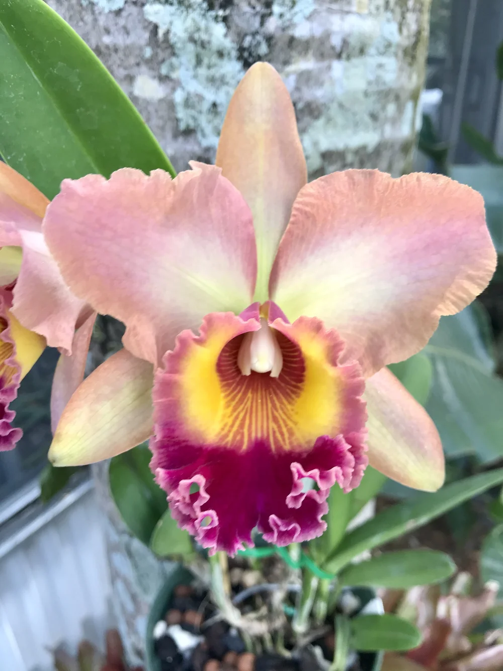Rlc. Memoria Helen Kyrcz 'Volcano Queen' — Palmer Orchids