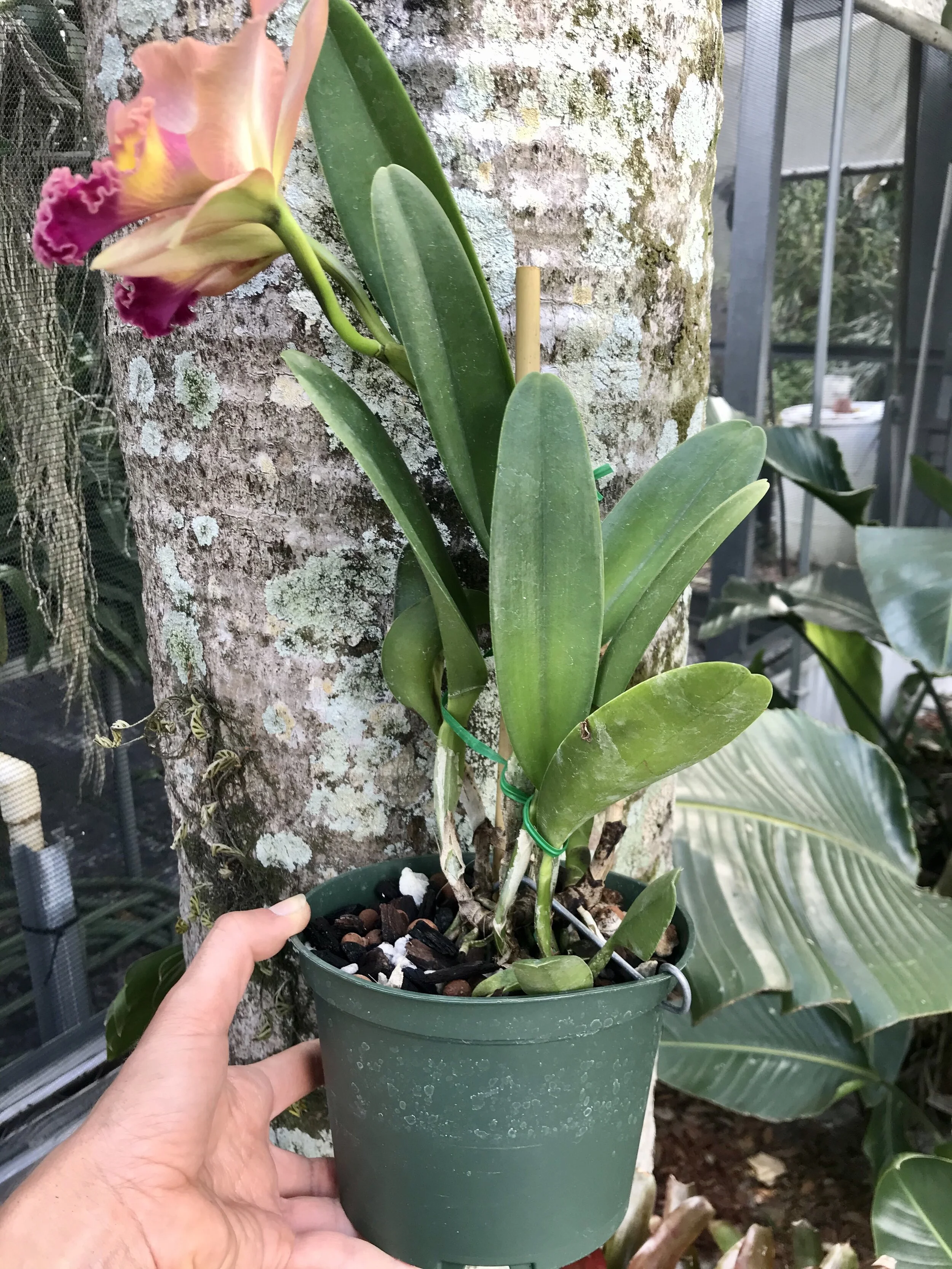 CF6CEB99-95EC-49BE-92FF-6A283B549456