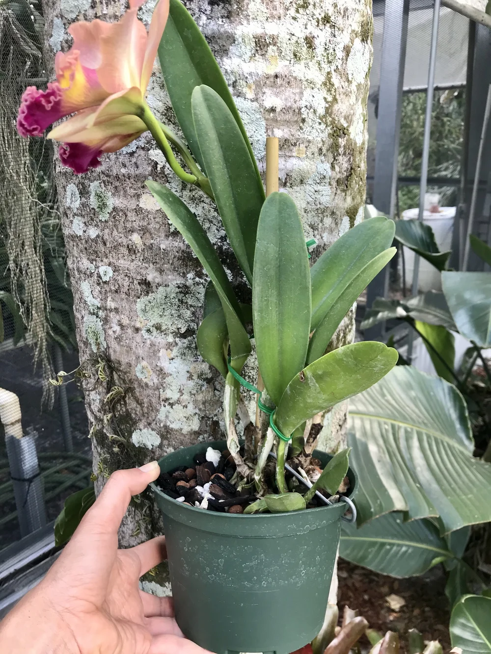 Rlc. Memoria Helen Kyrcz 'Volcano Queen' — Palmer Orchids