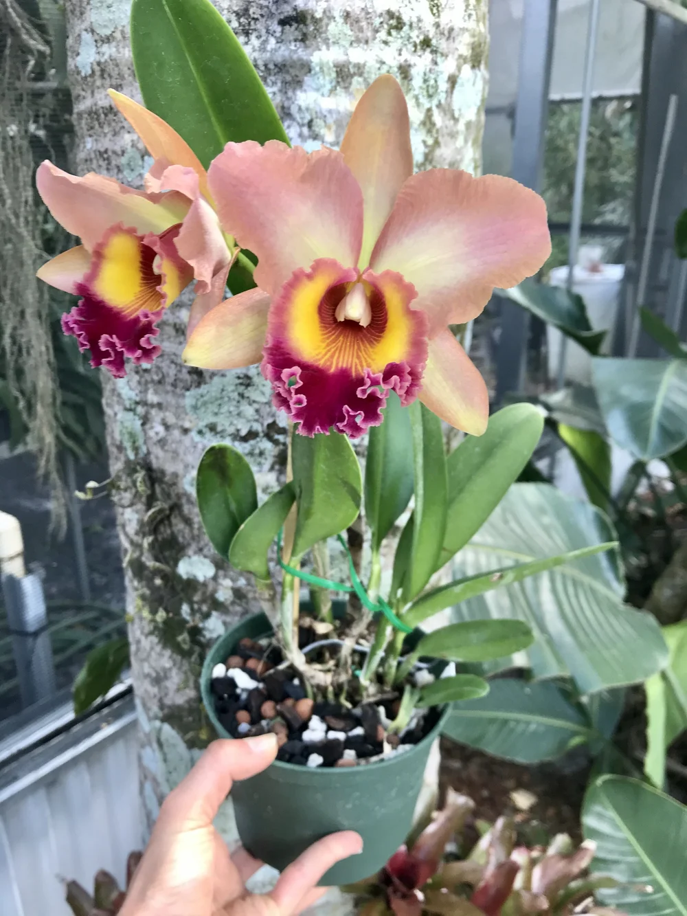 Rlc. Memoria Helen Kyrcz 'Volcano Queen' — Palmer Orchids