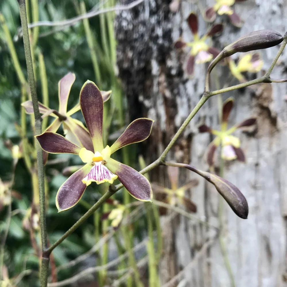 Encyclia Cindy — Palmer Orchids