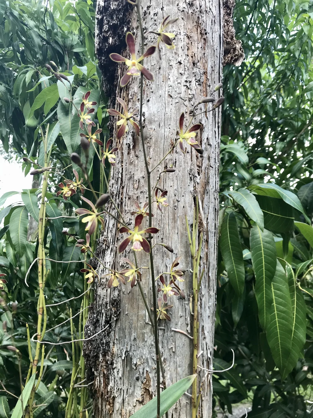 Encyclia Cindy — Palmer Orchids