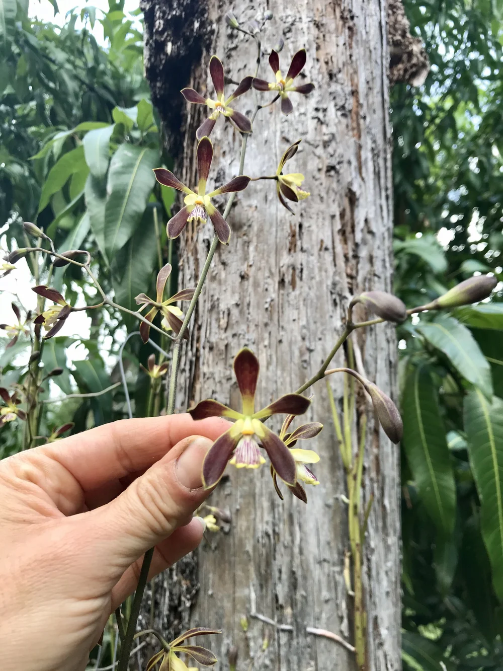 Encyclia Cindy — Palmer Orchids