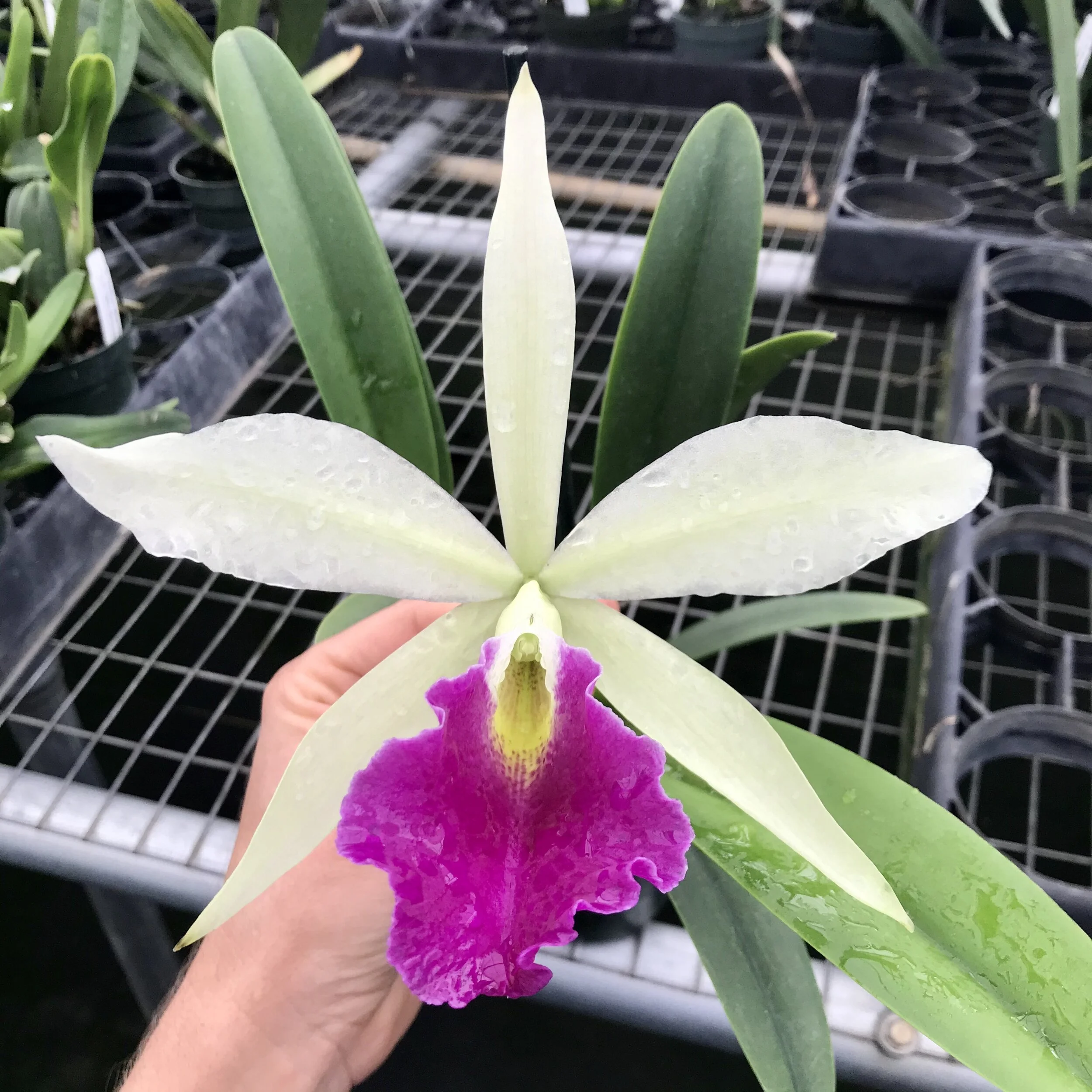 B. nodosa 'Susan Fuchs' FCC/AOS x Rlc. Hsinying Anna 'Hsinying I' - Palmer Orchids