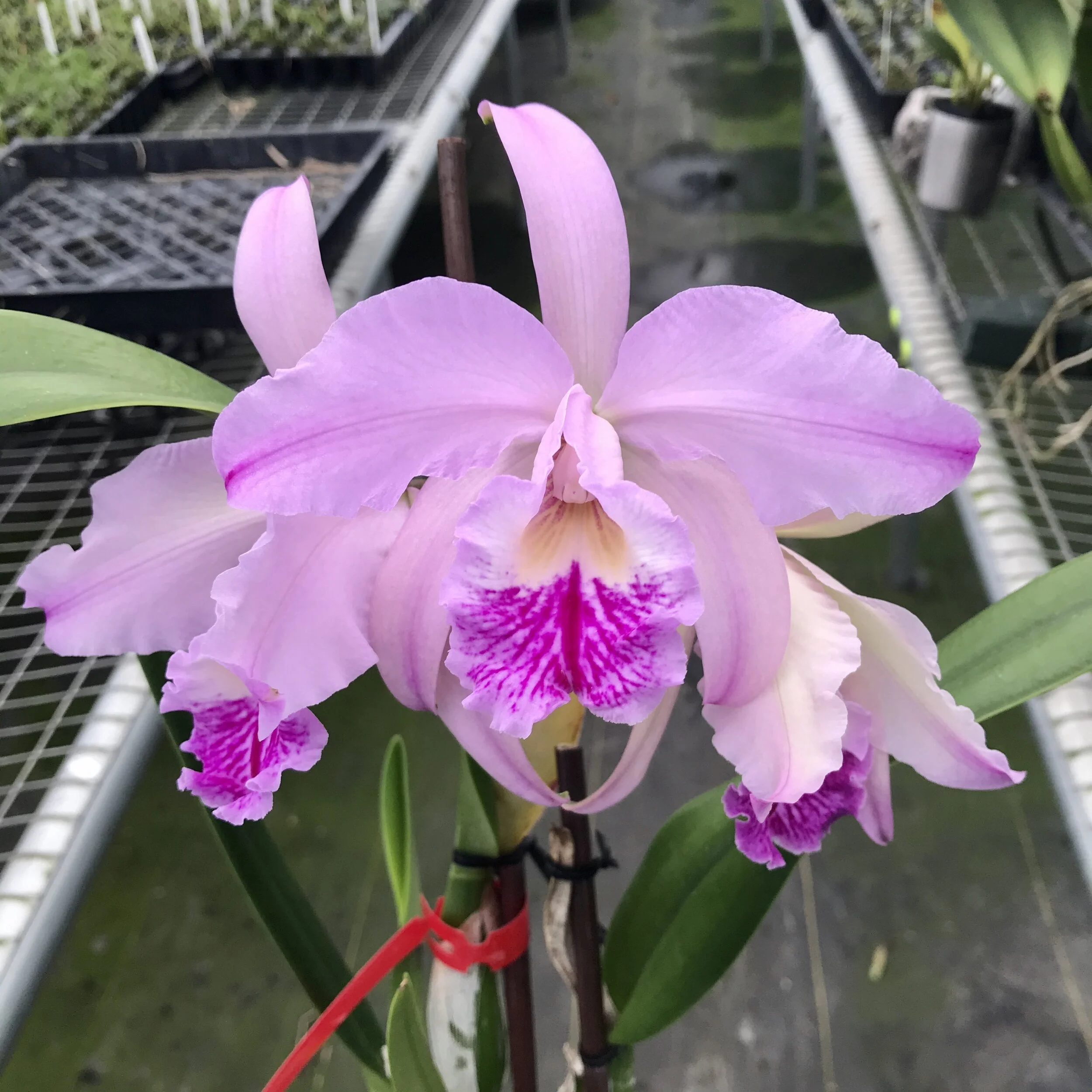 Lc. Indigo Mist 'Cynosure' x C. mossiae - Palmer Orchids