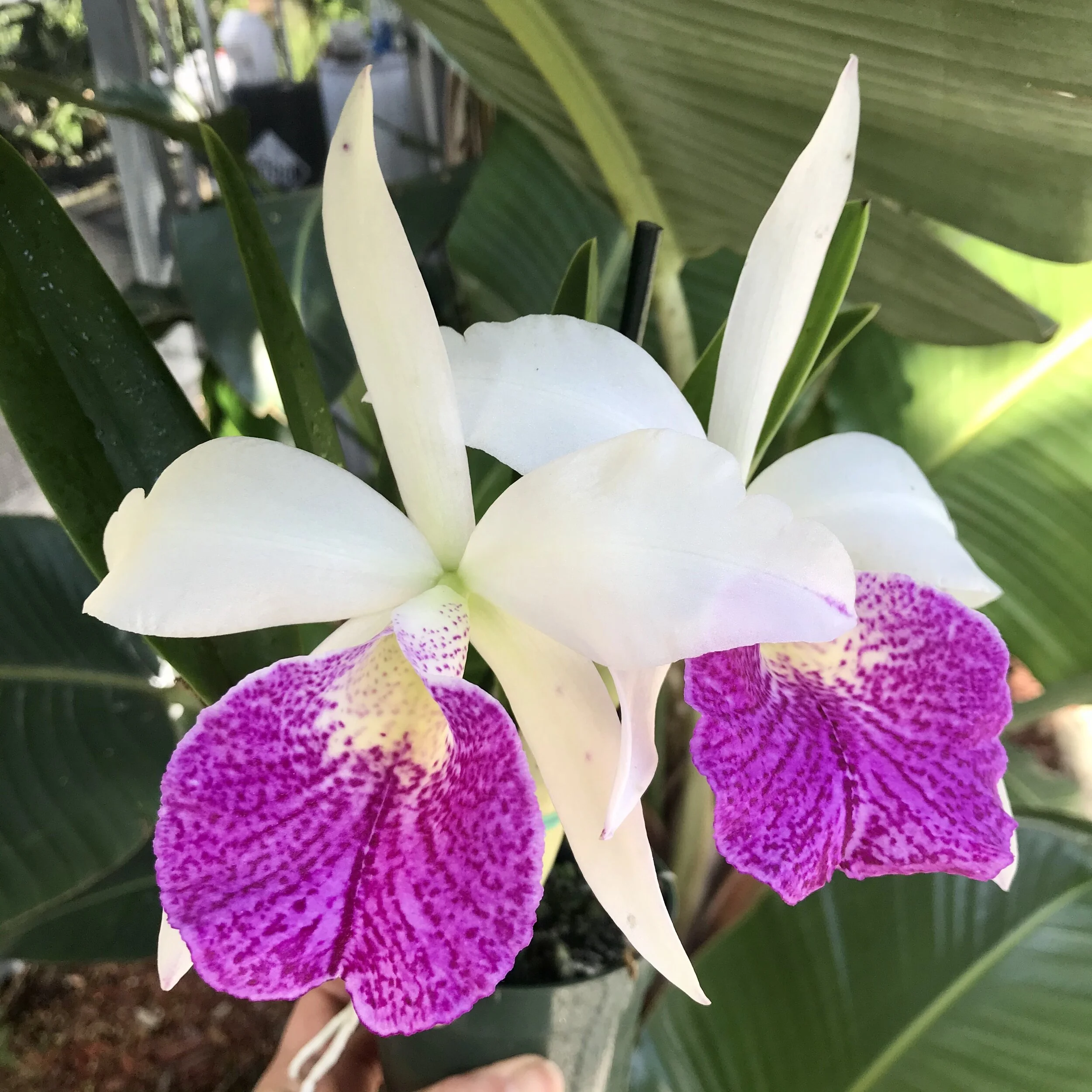 B. nodosa 'Susan Fuchs' FCC/AOS x Rlc. Hsinying Anna 'Hsinying I' - Palmer Orchids