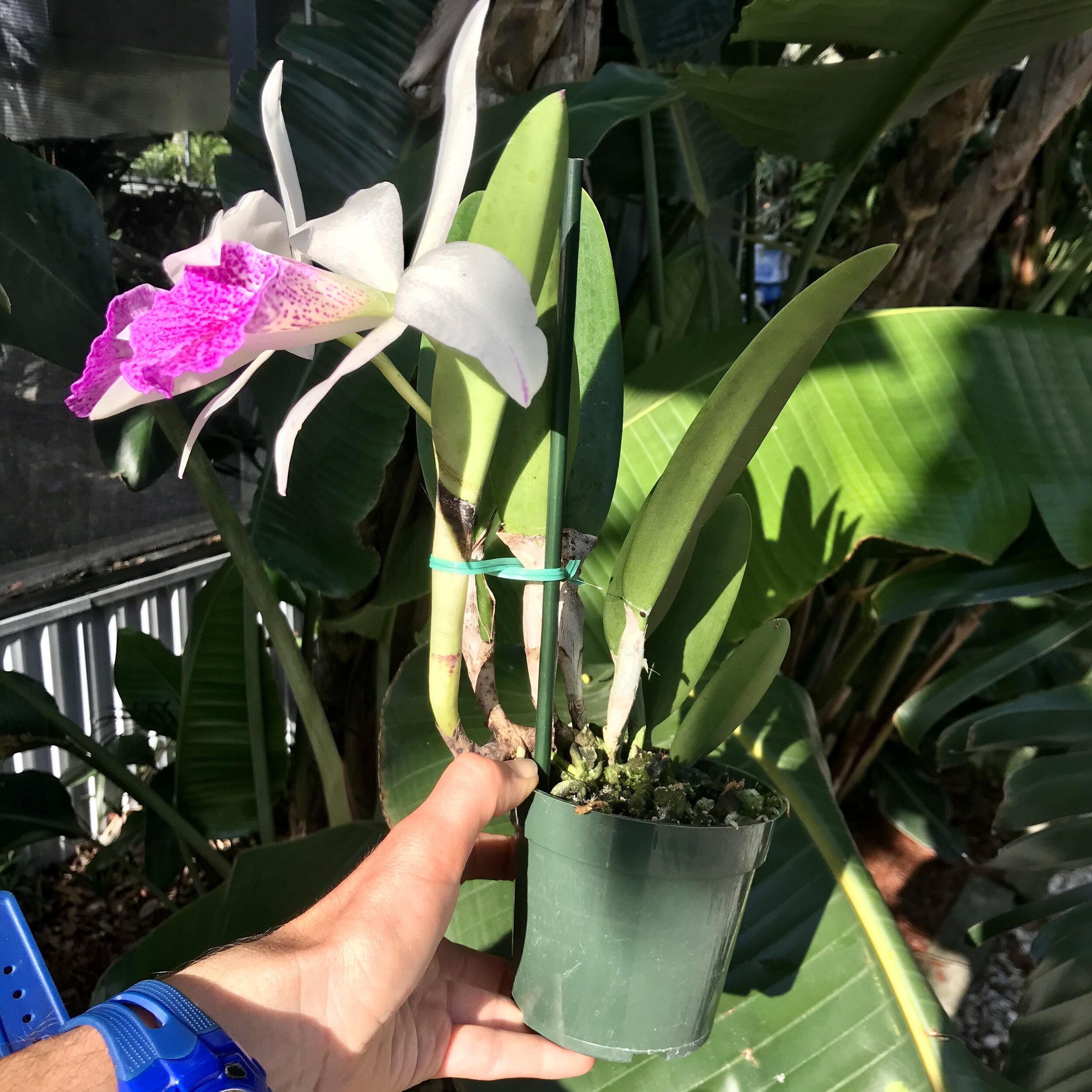 B. nodosa 'Susan Fuchs' FCC/AOS x Rlc. Hsinying Anna 'Hsinying I' - Palmer Orchids