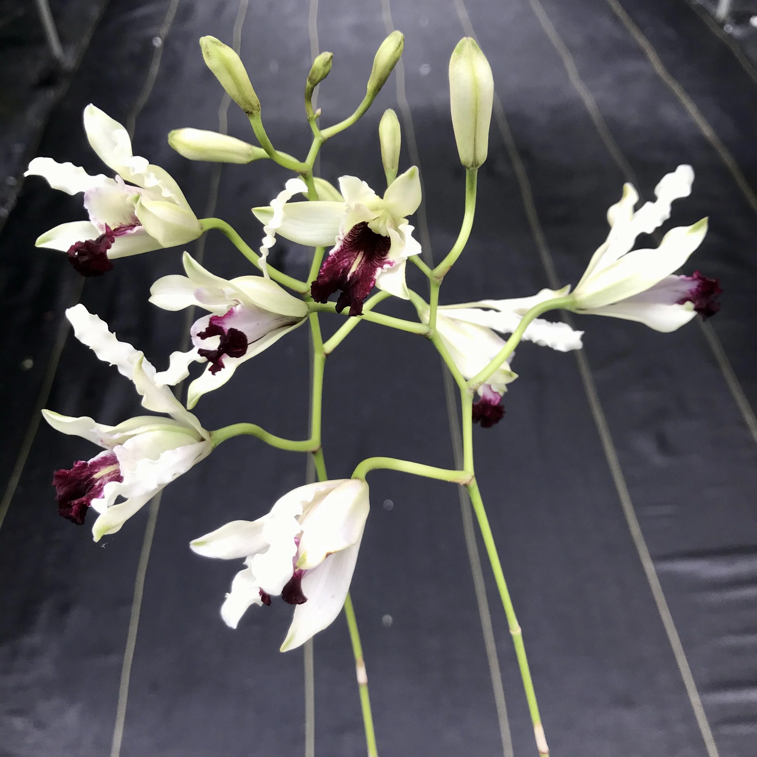 Schomburgkia albopurpurea - Palmer Orchids