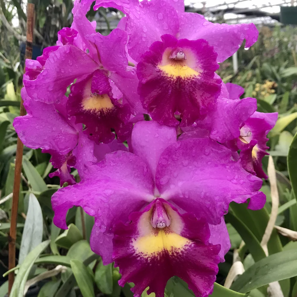 yucha36様 ccピンク、パープル Chz. Hsinying Pink Doll — Palmer Orchids