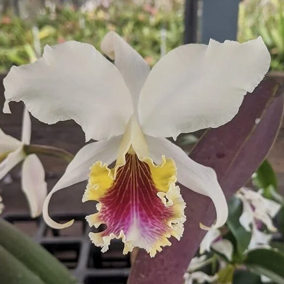 CA831546-E825-4342-B29E-DAE042E9D813