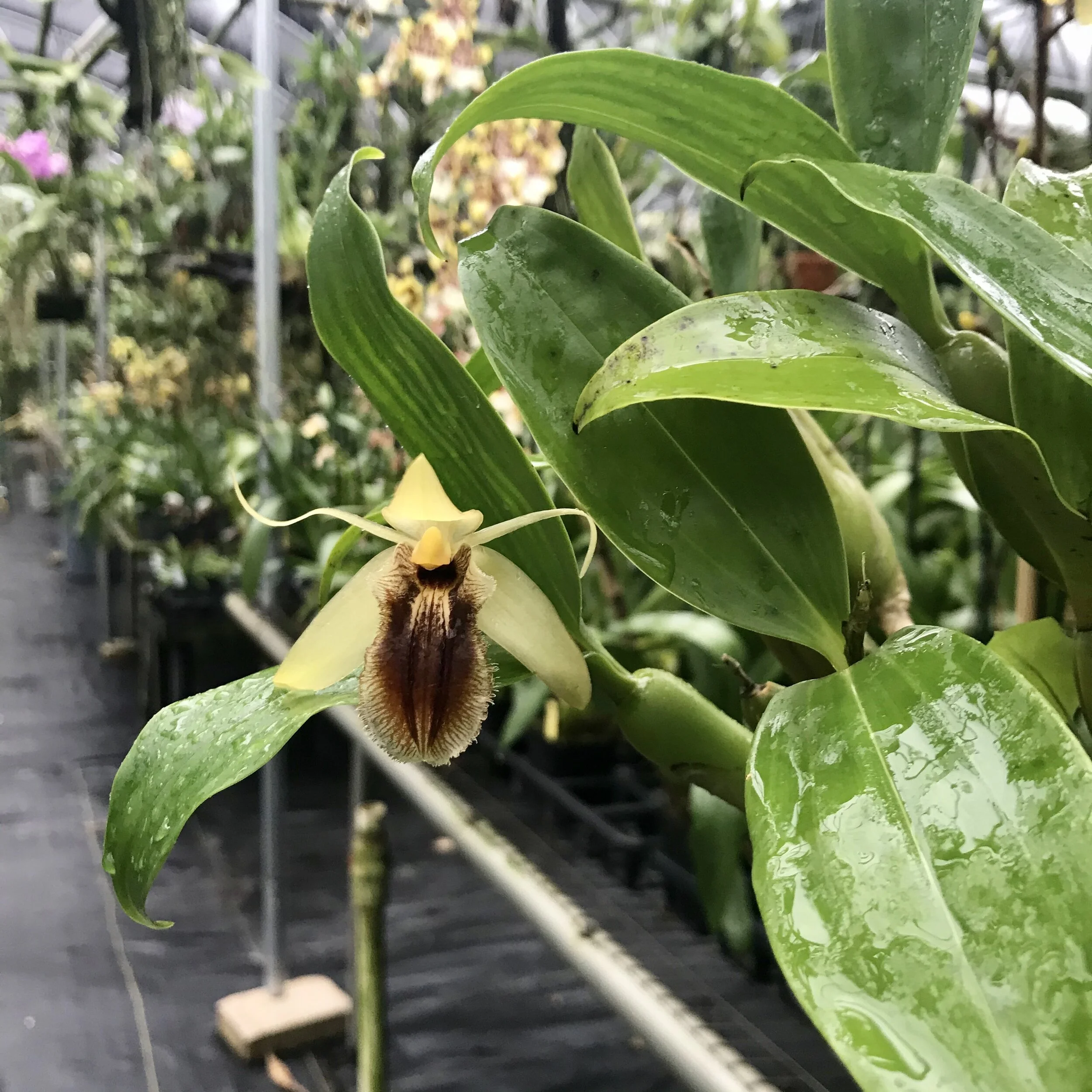 Coelogyne fimbriata - Palmer Orchids