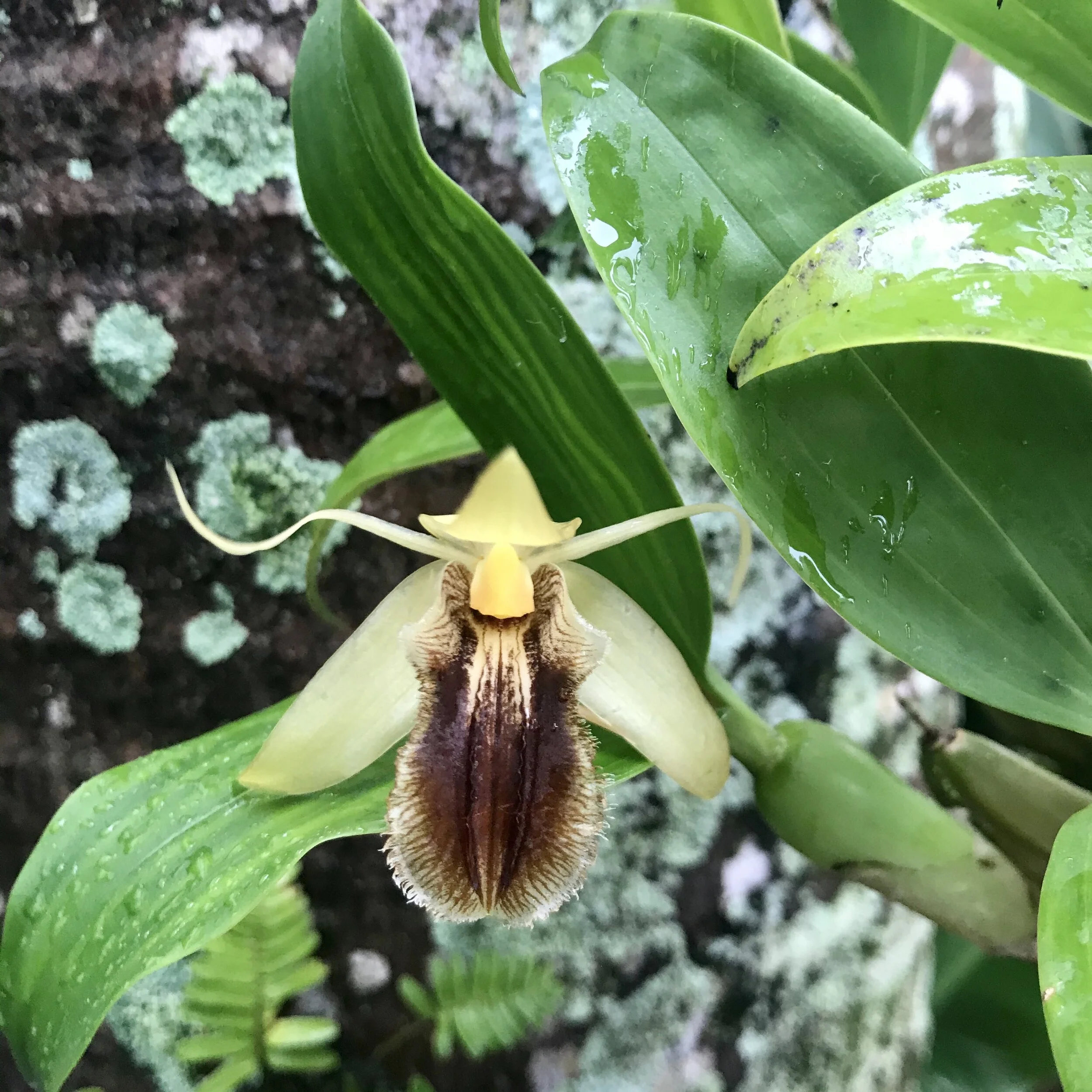 Coelogyne fimbriata - Palmer Orchids